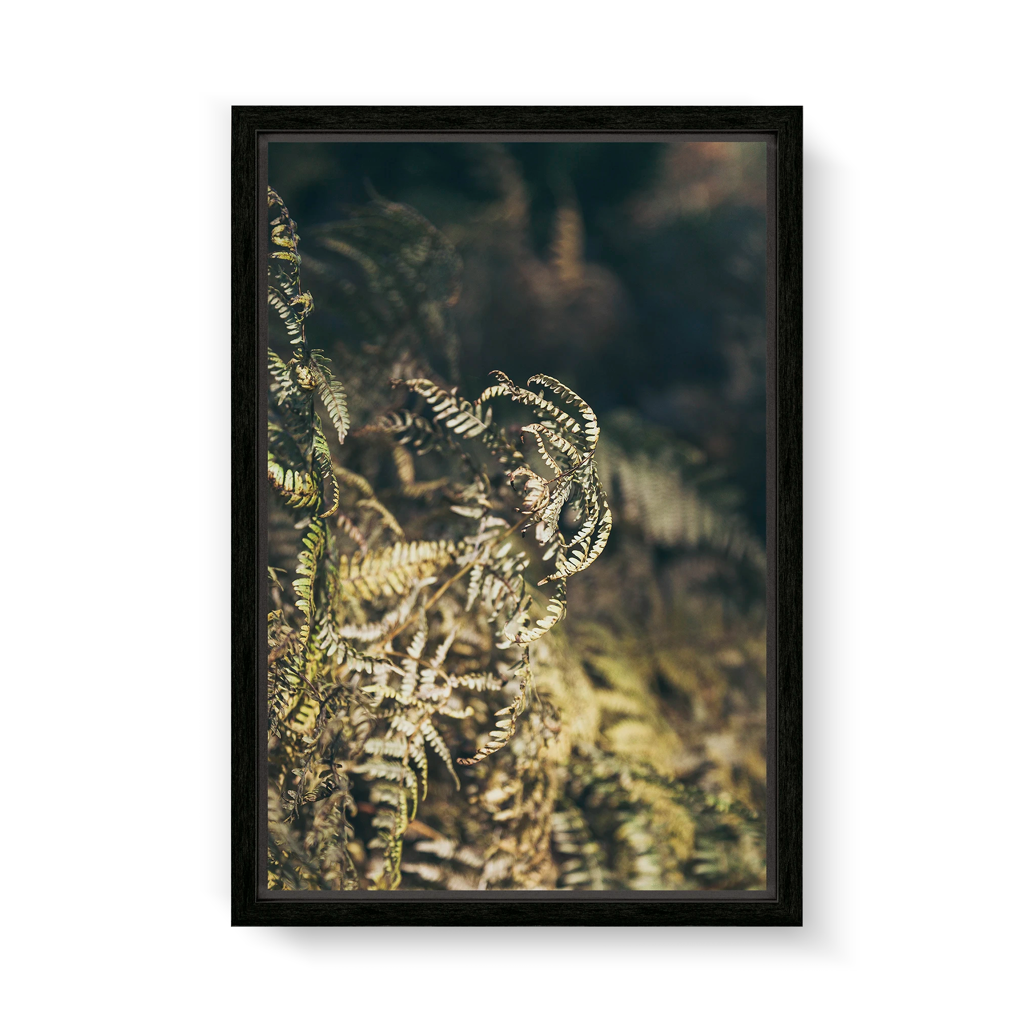 fern