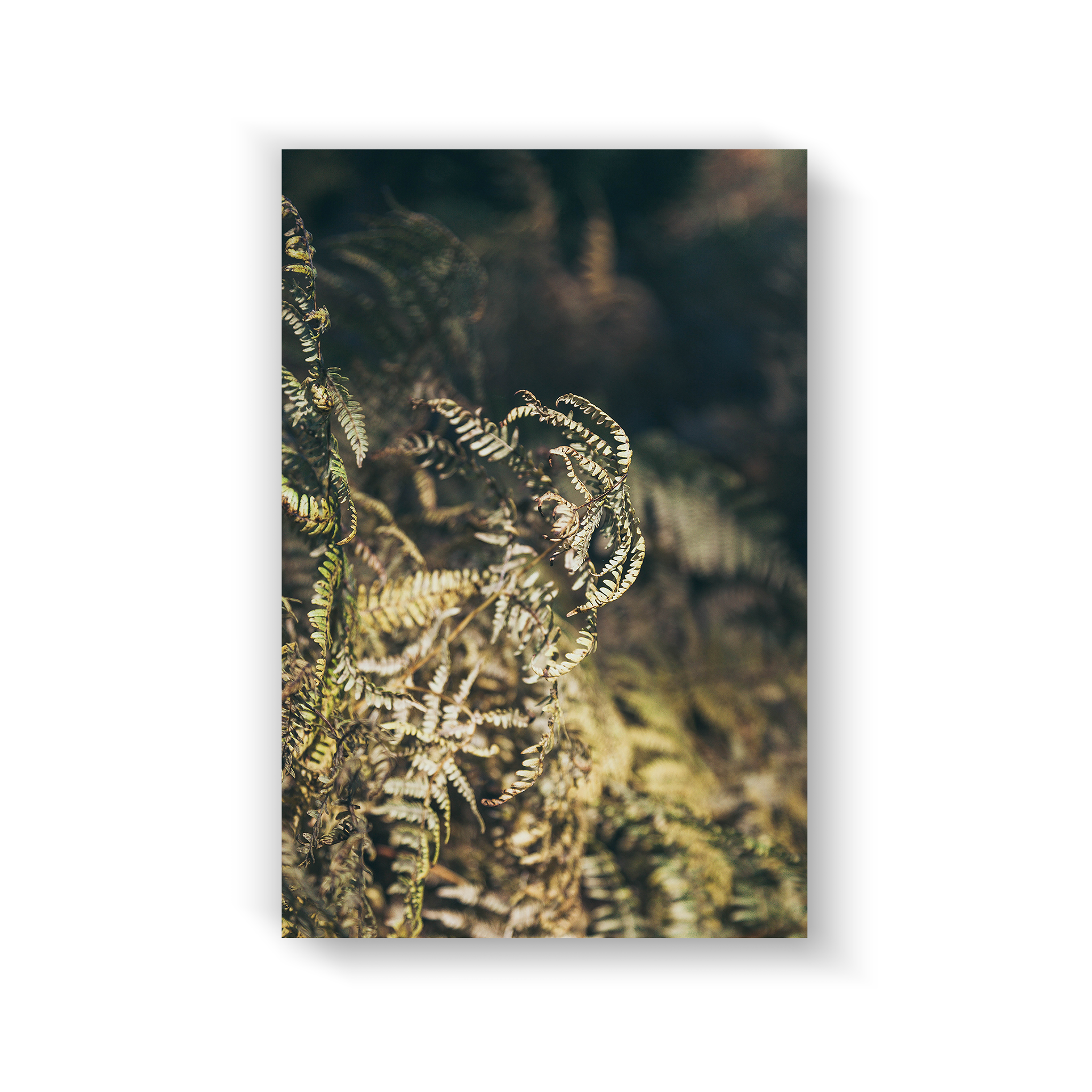 fern