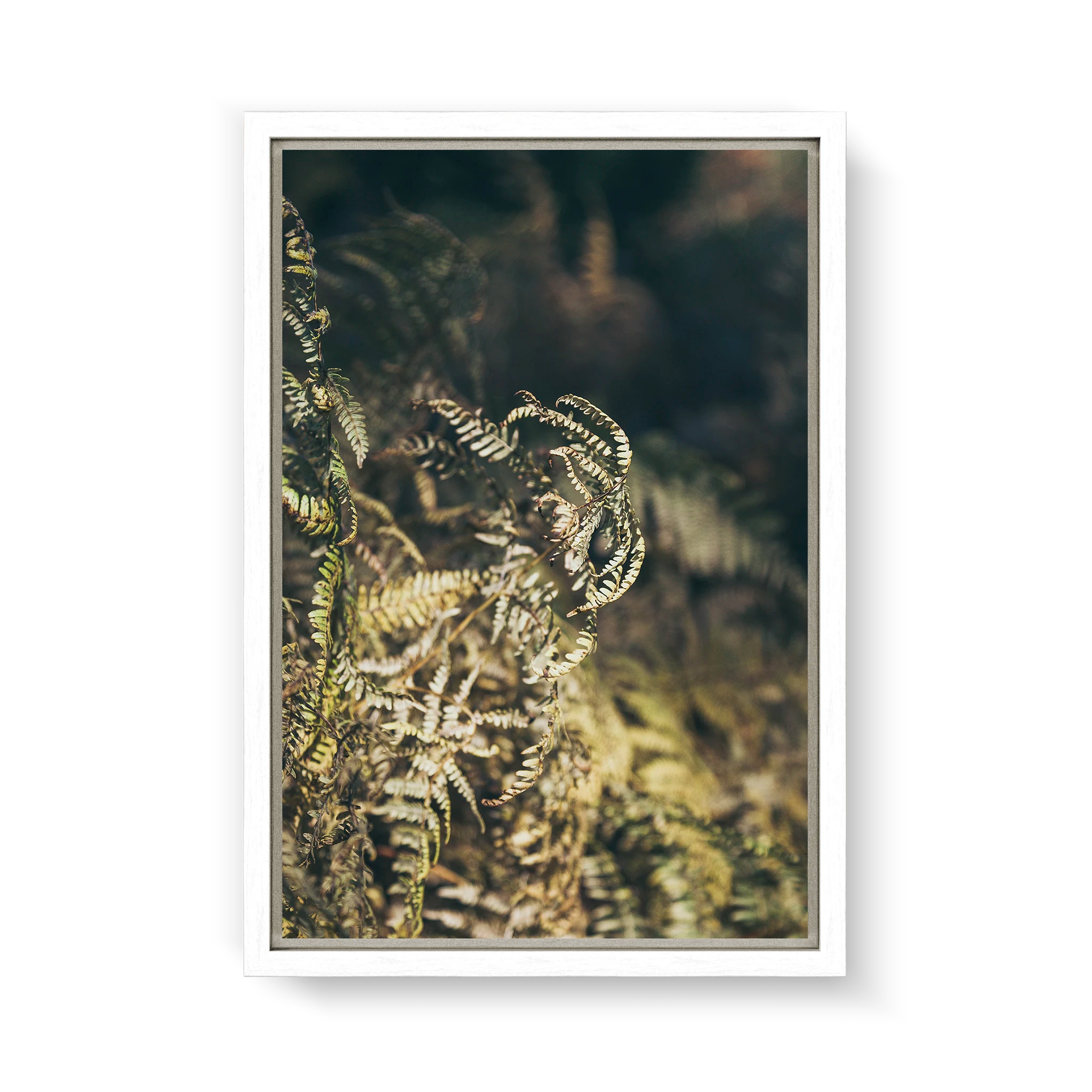 fern