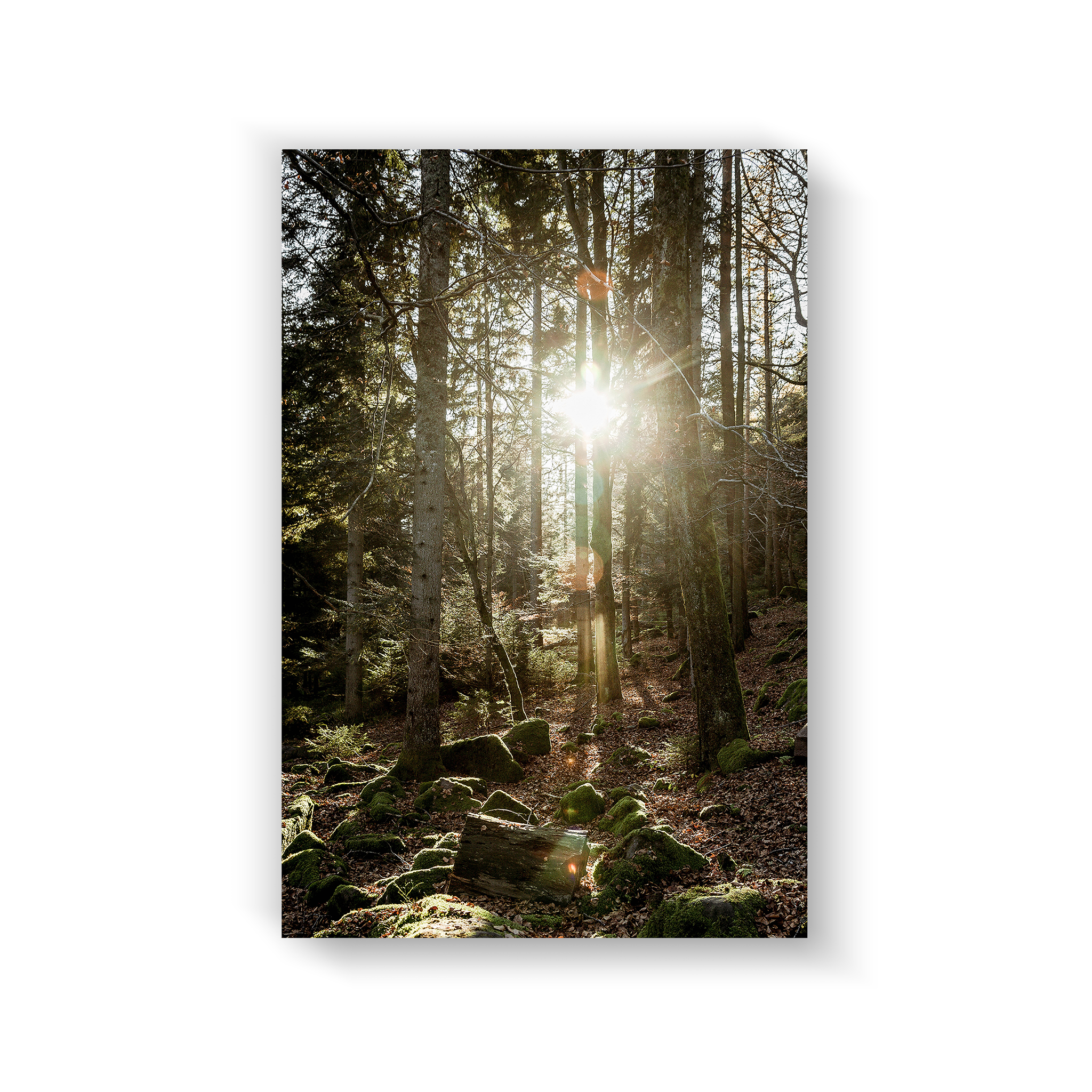 Black Forest
