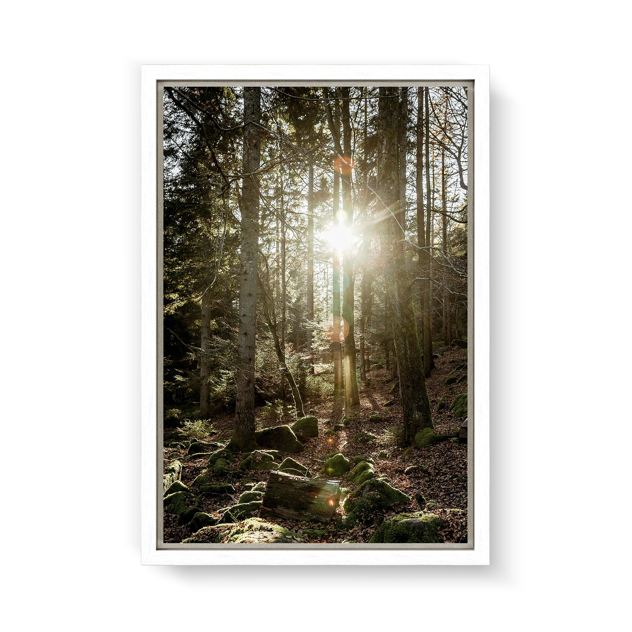 Black Forest