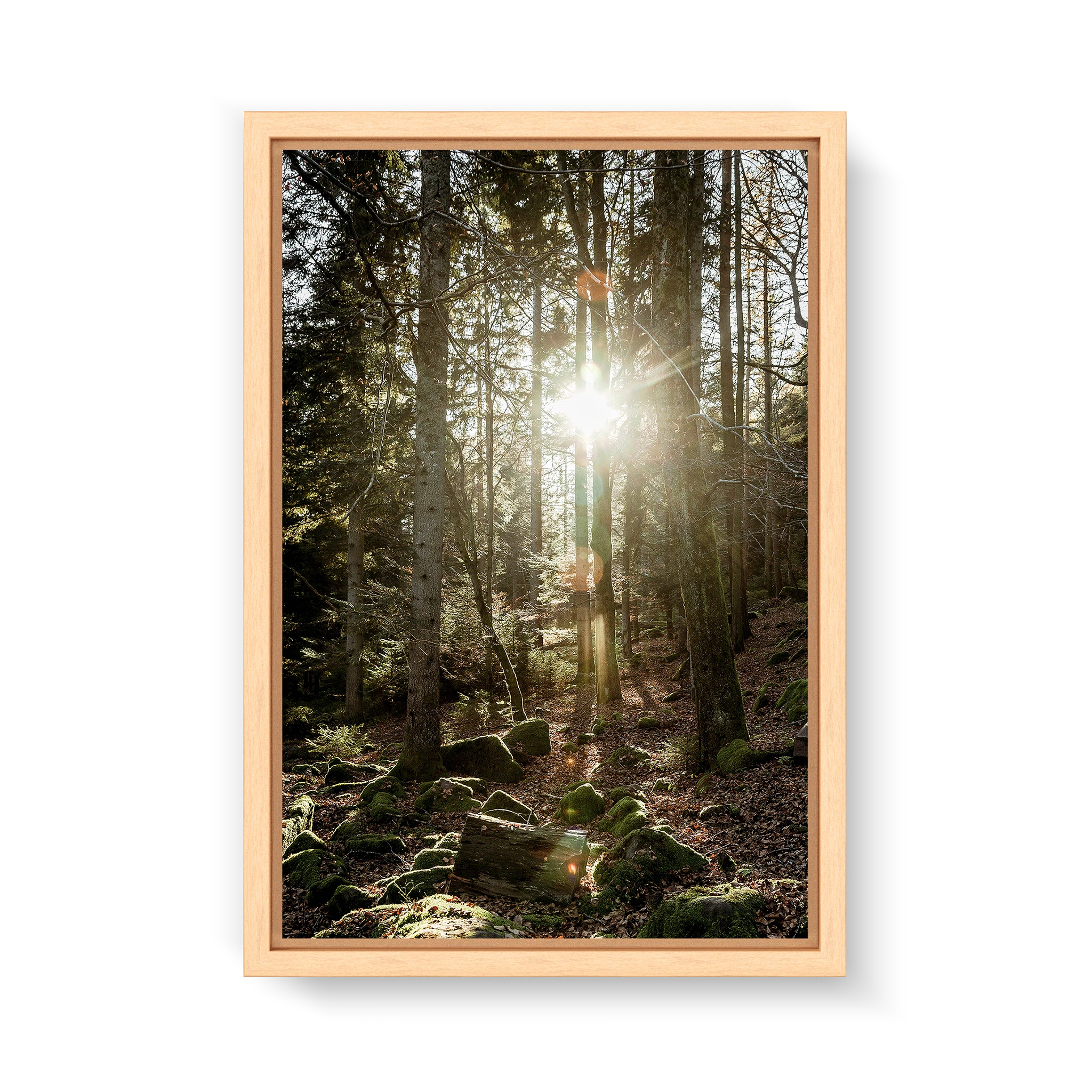 Black Forest