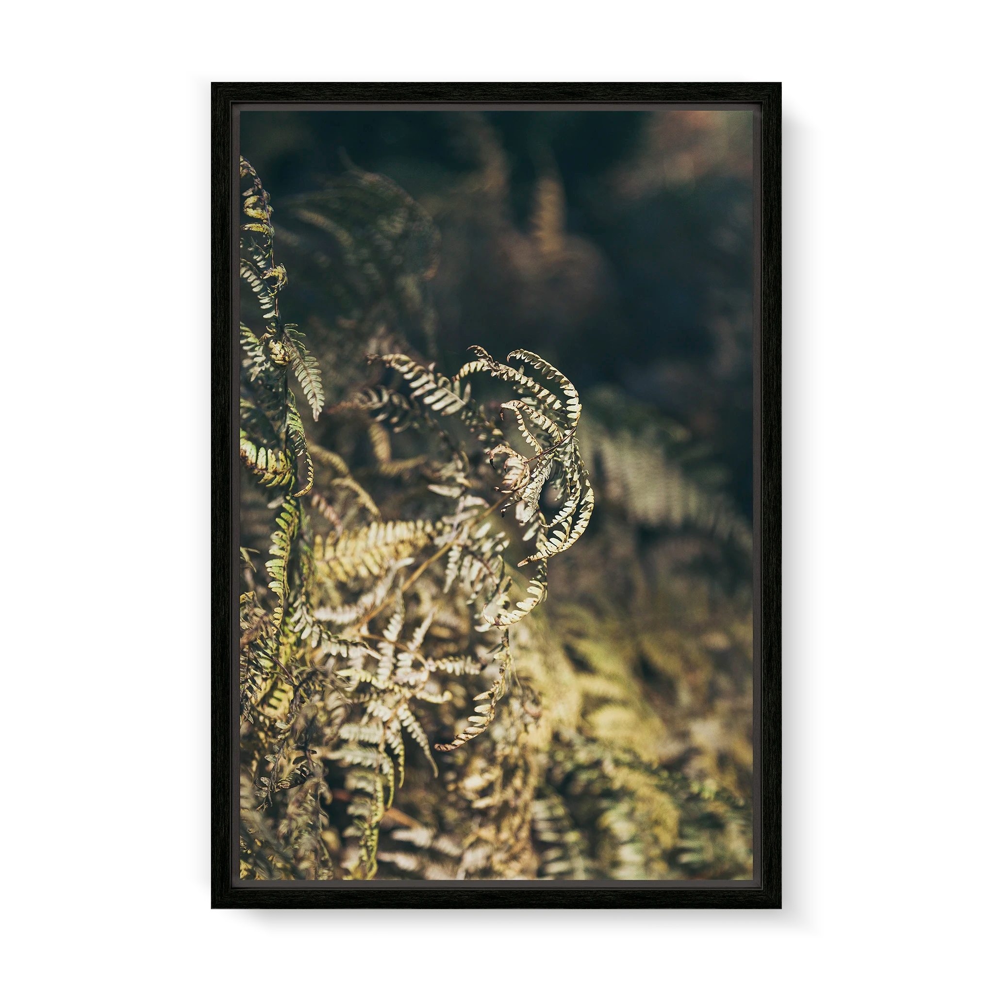fern