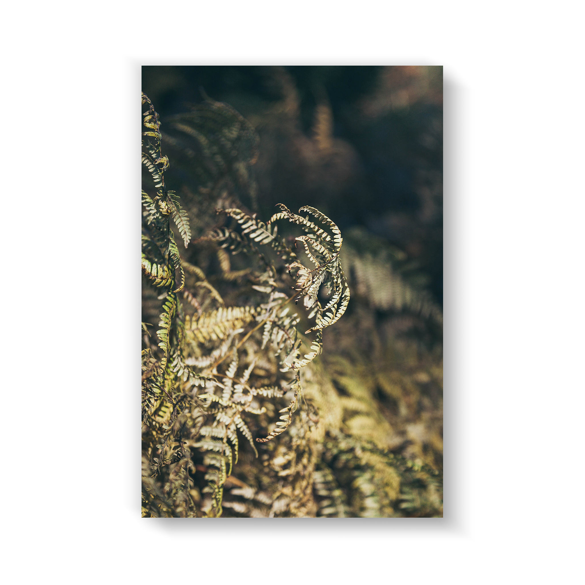 fern