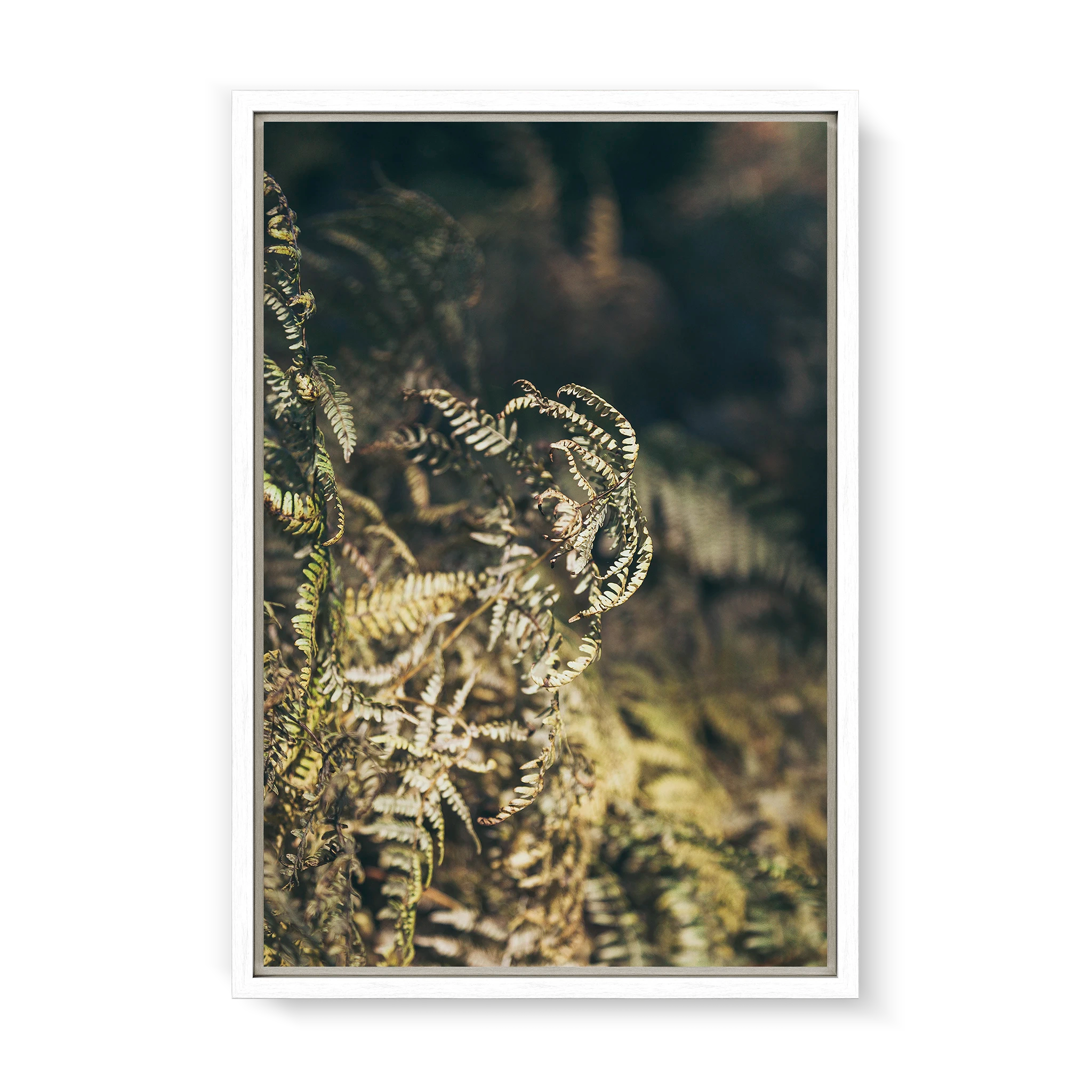 fern