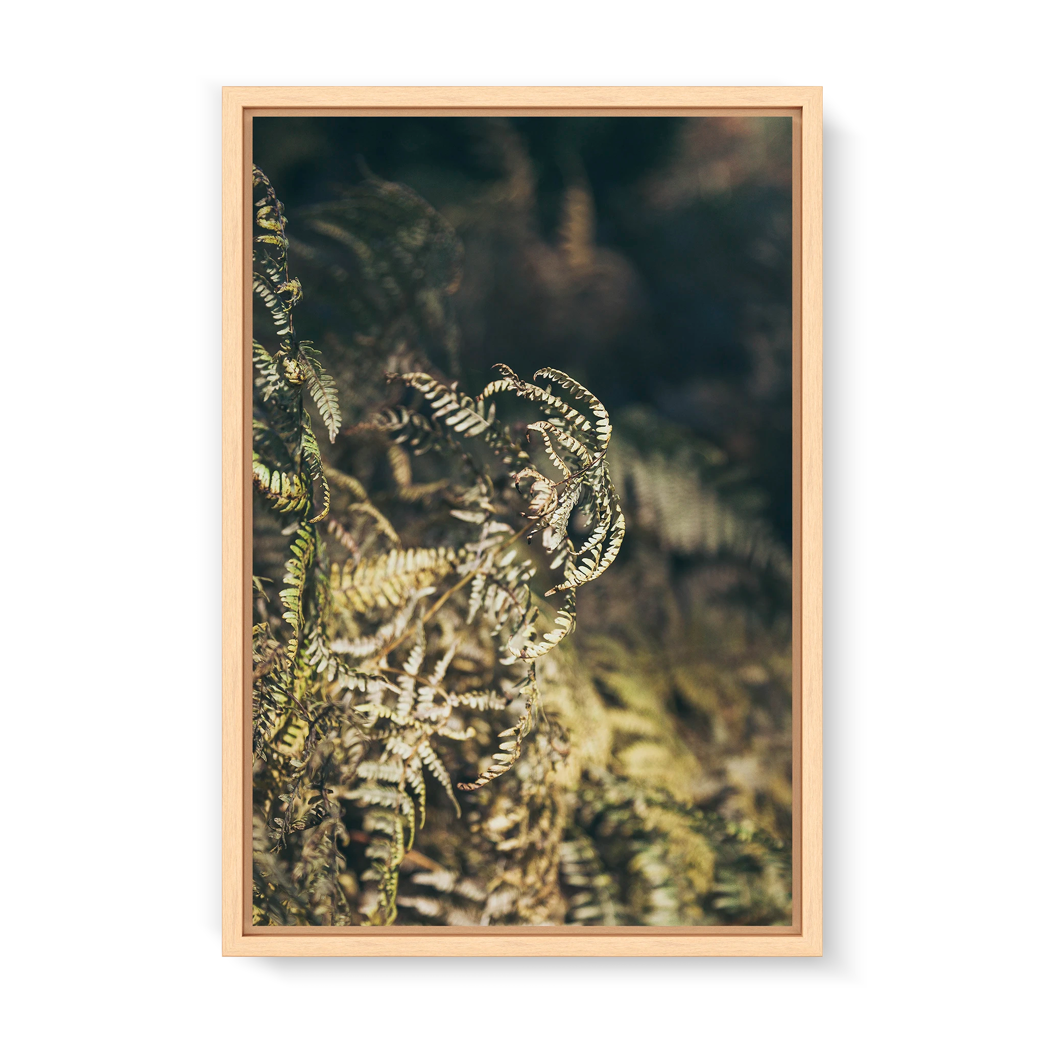 fern