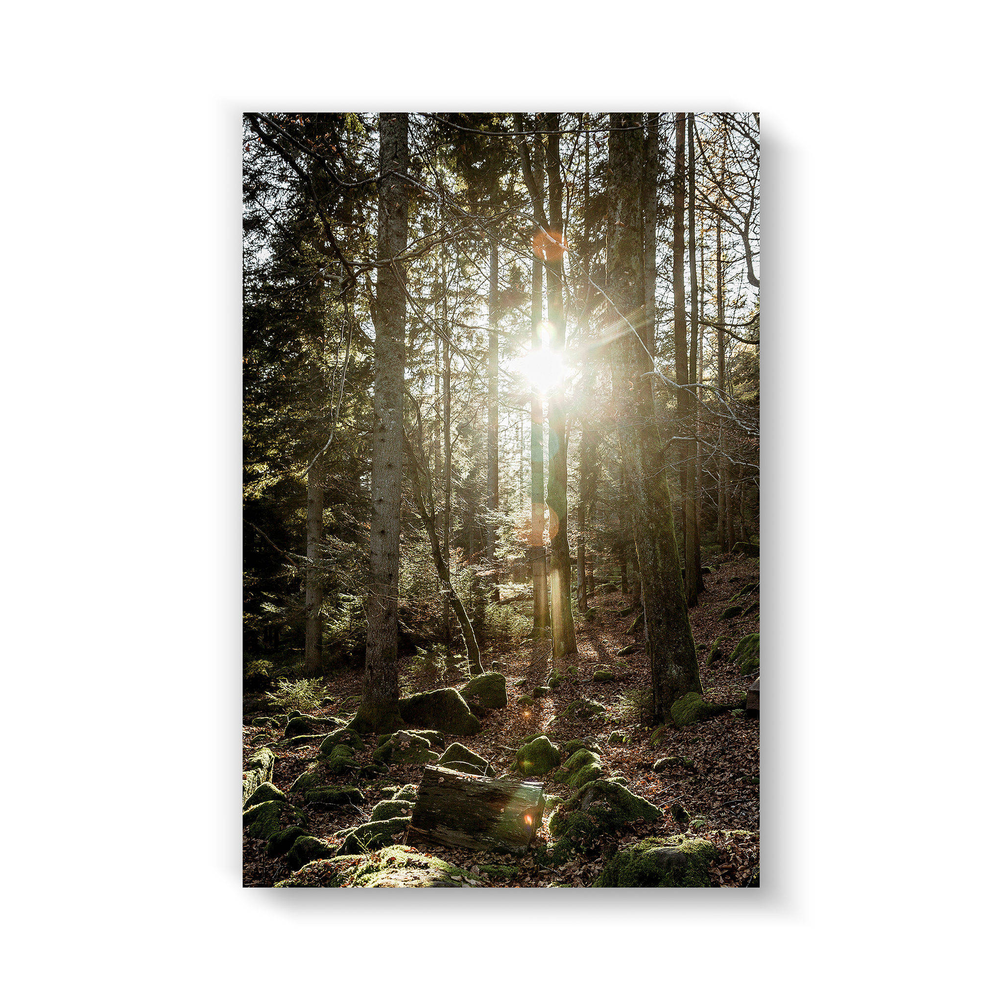 Black Forest