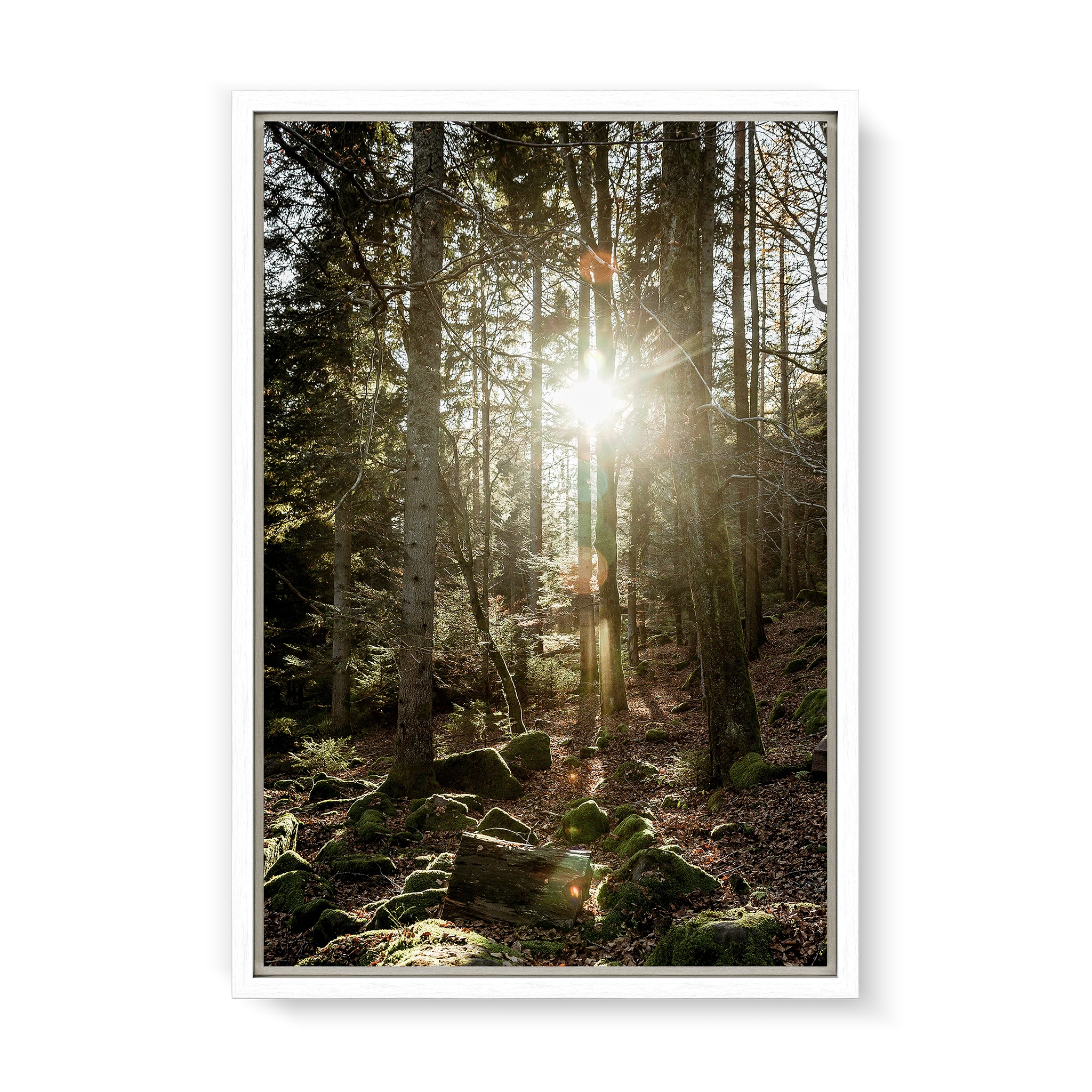 Black Forest