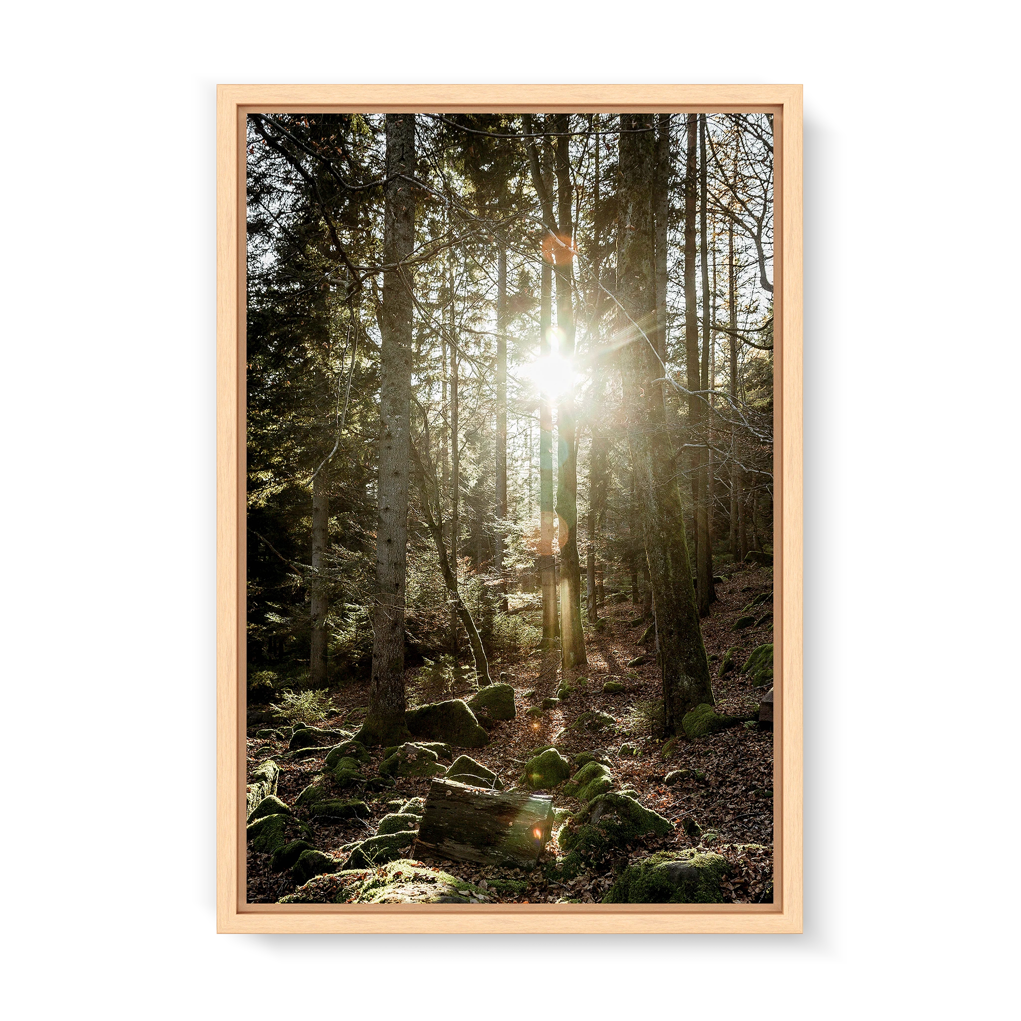 Black Forest