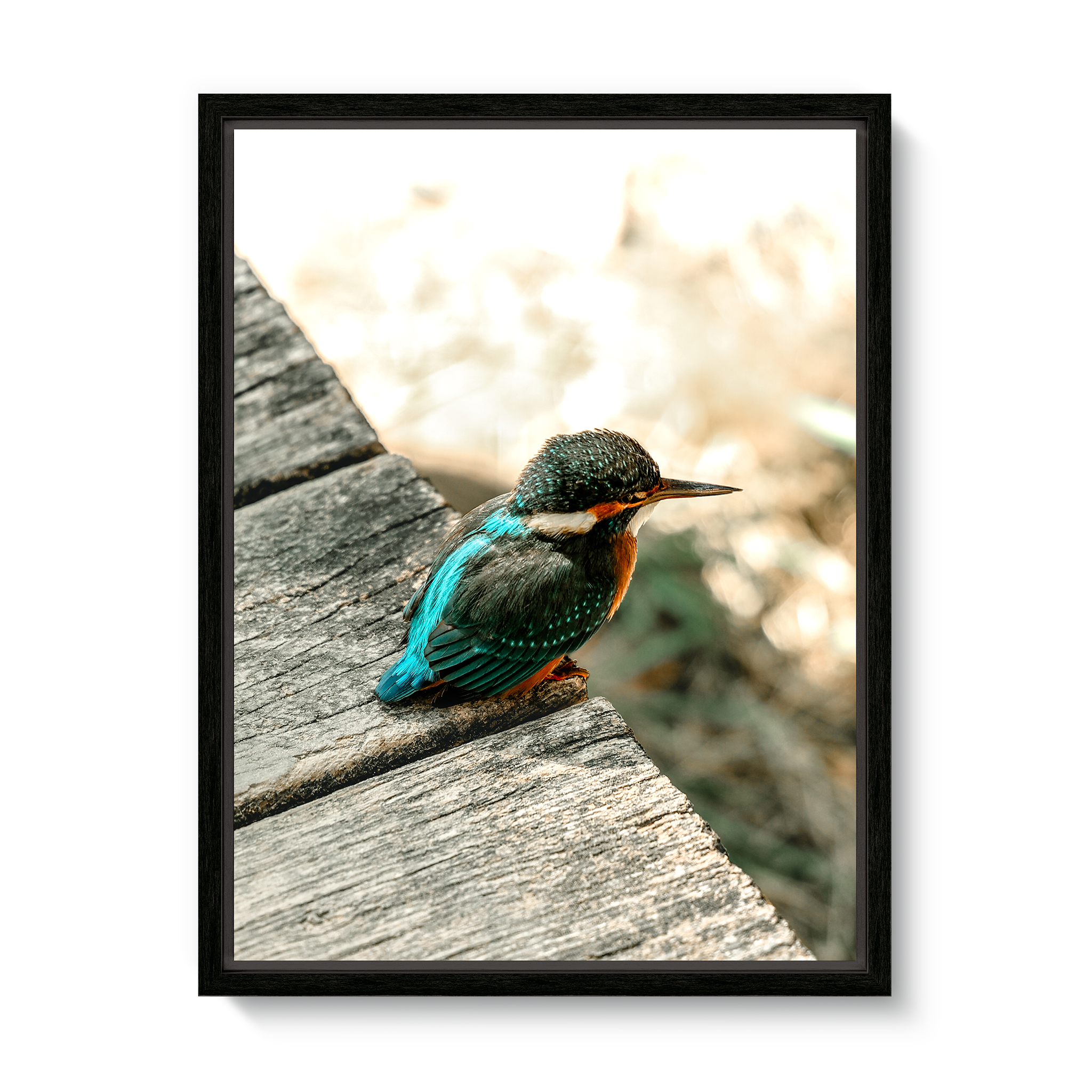 kingfisher