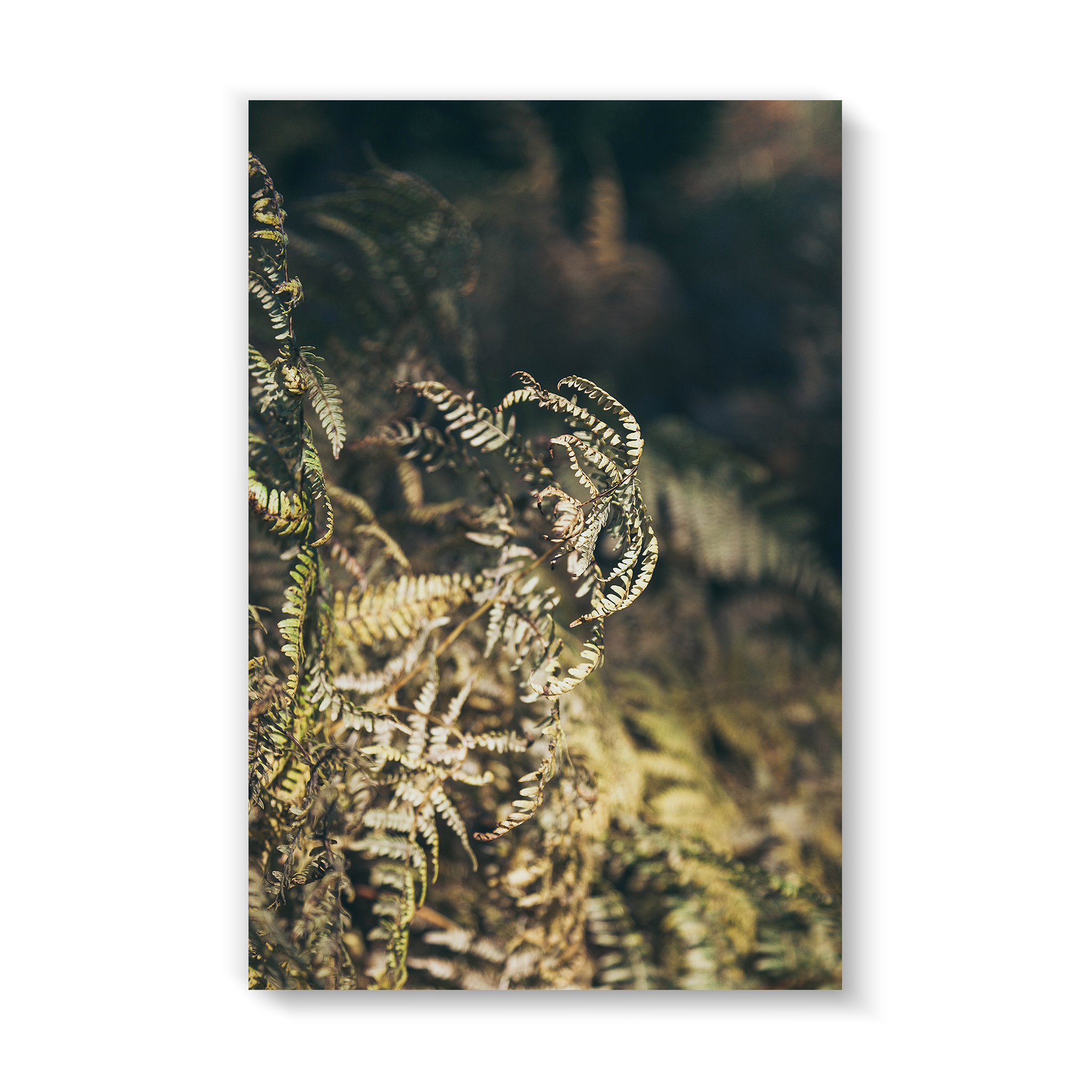 fern