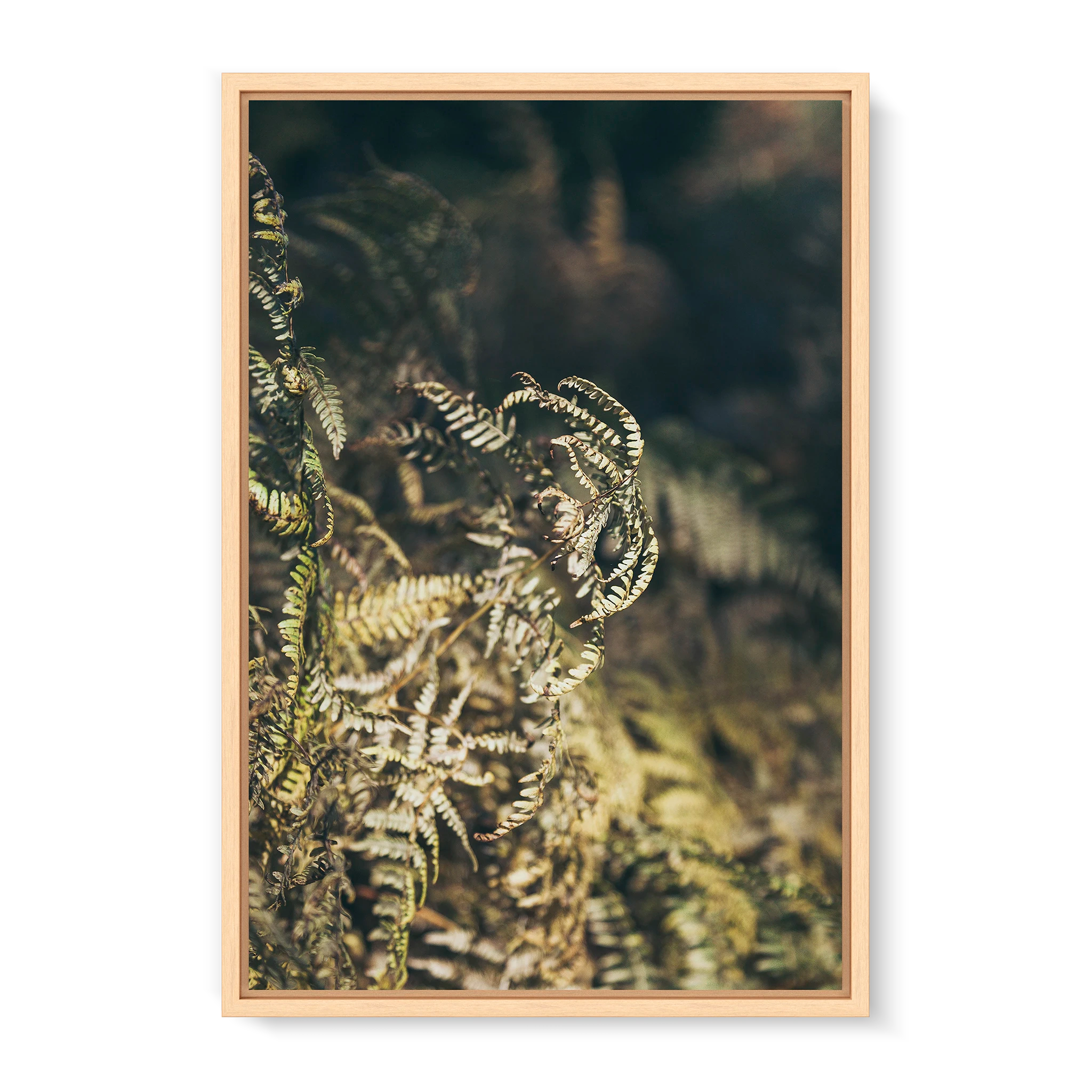 fern