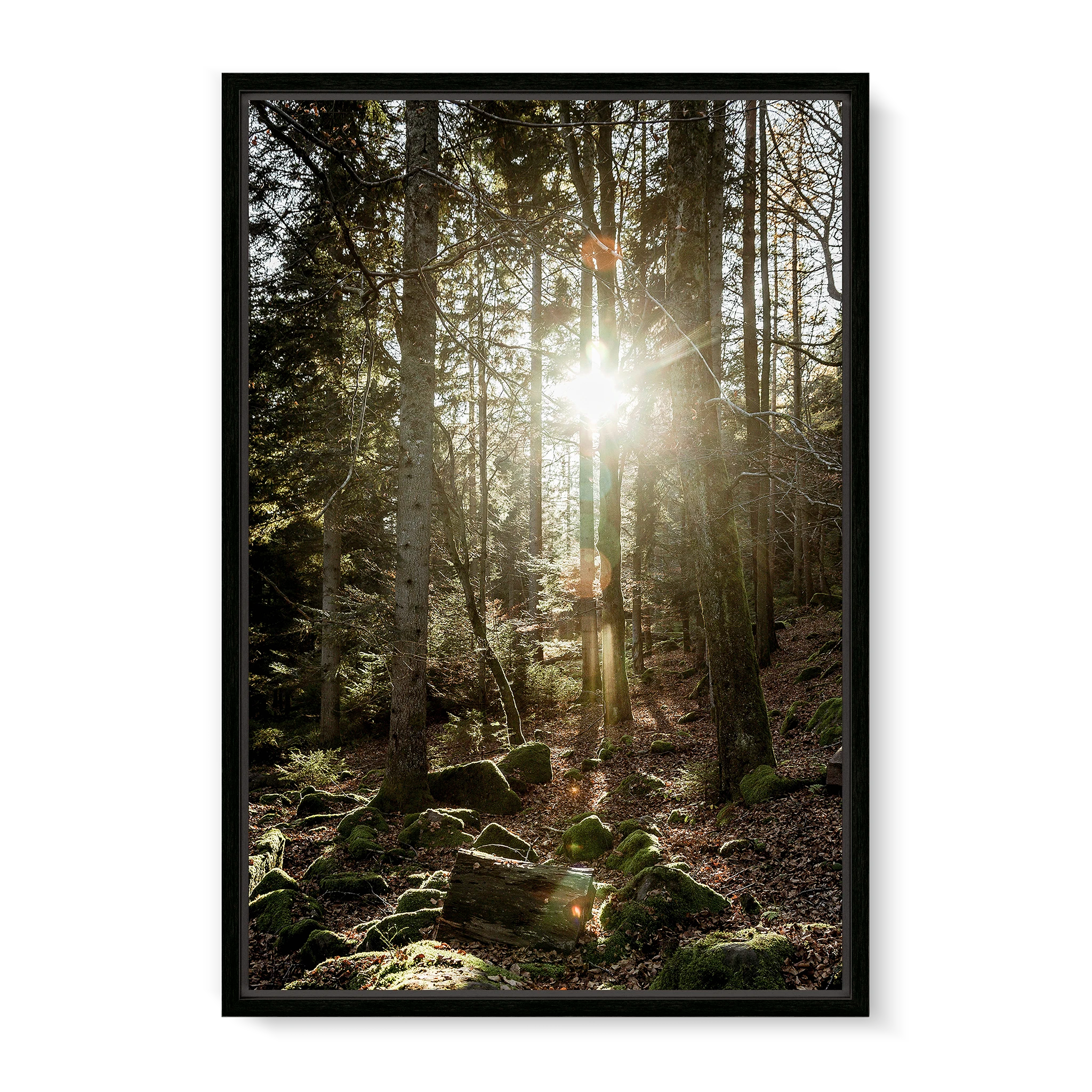 Black Forest