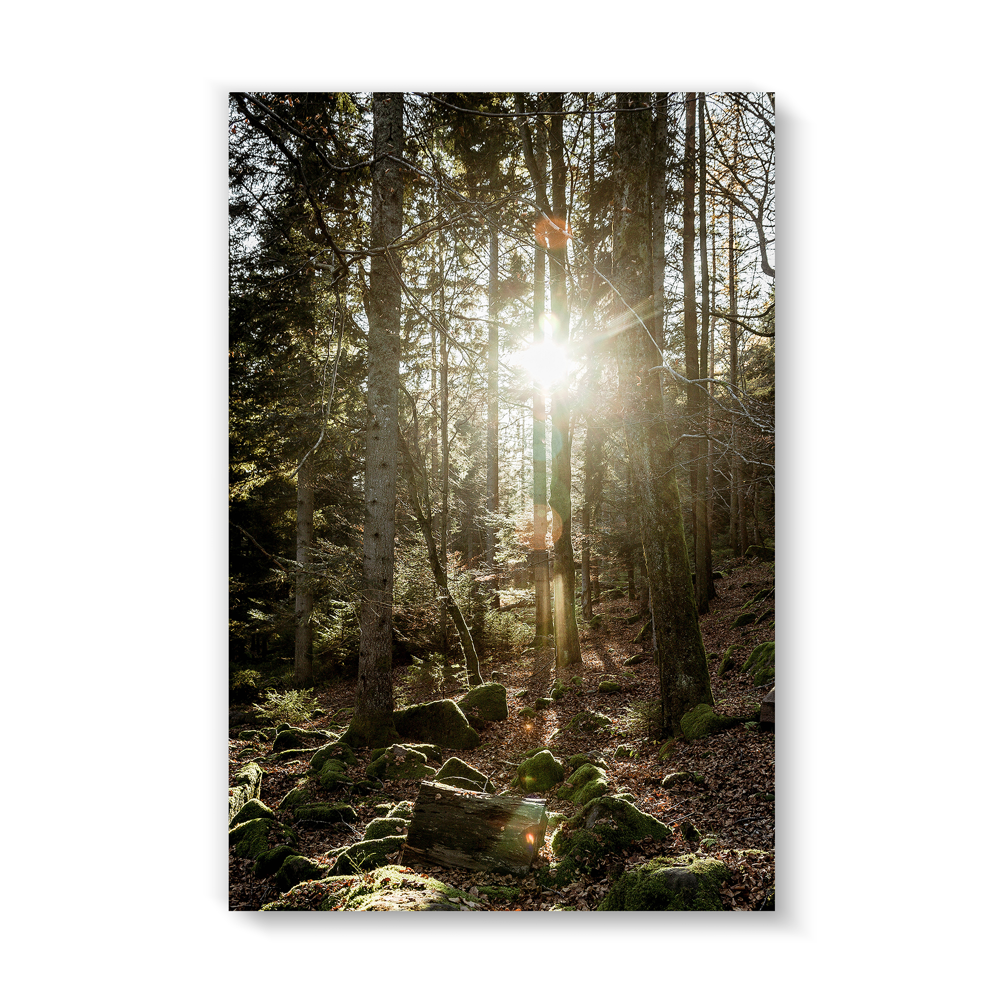 Black Forest