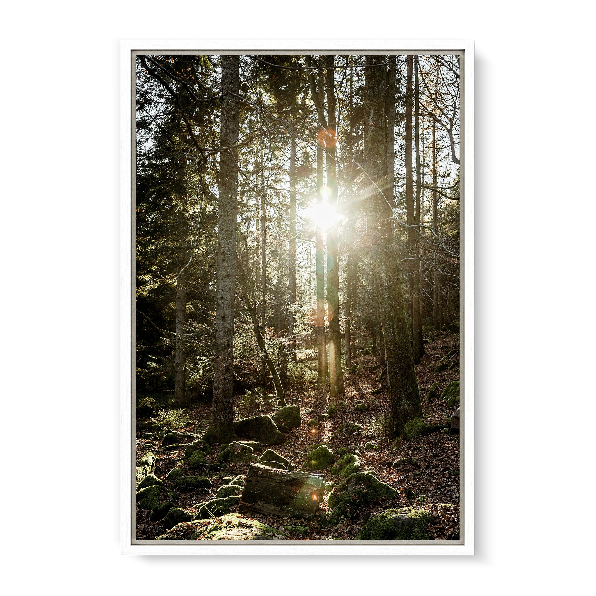 Black Forest