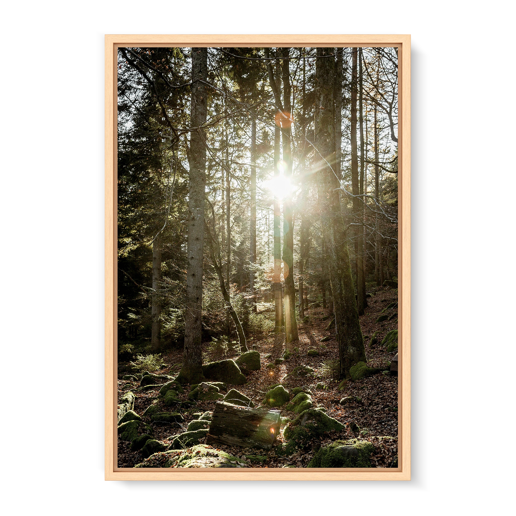 Black Forest