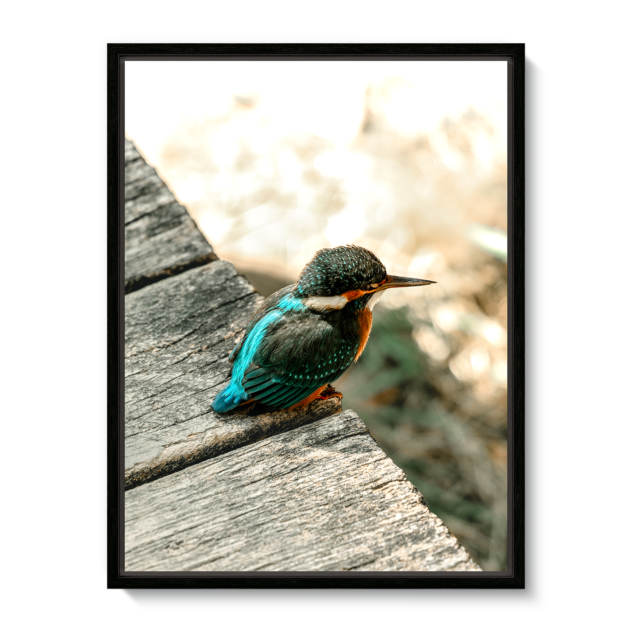kingfisher