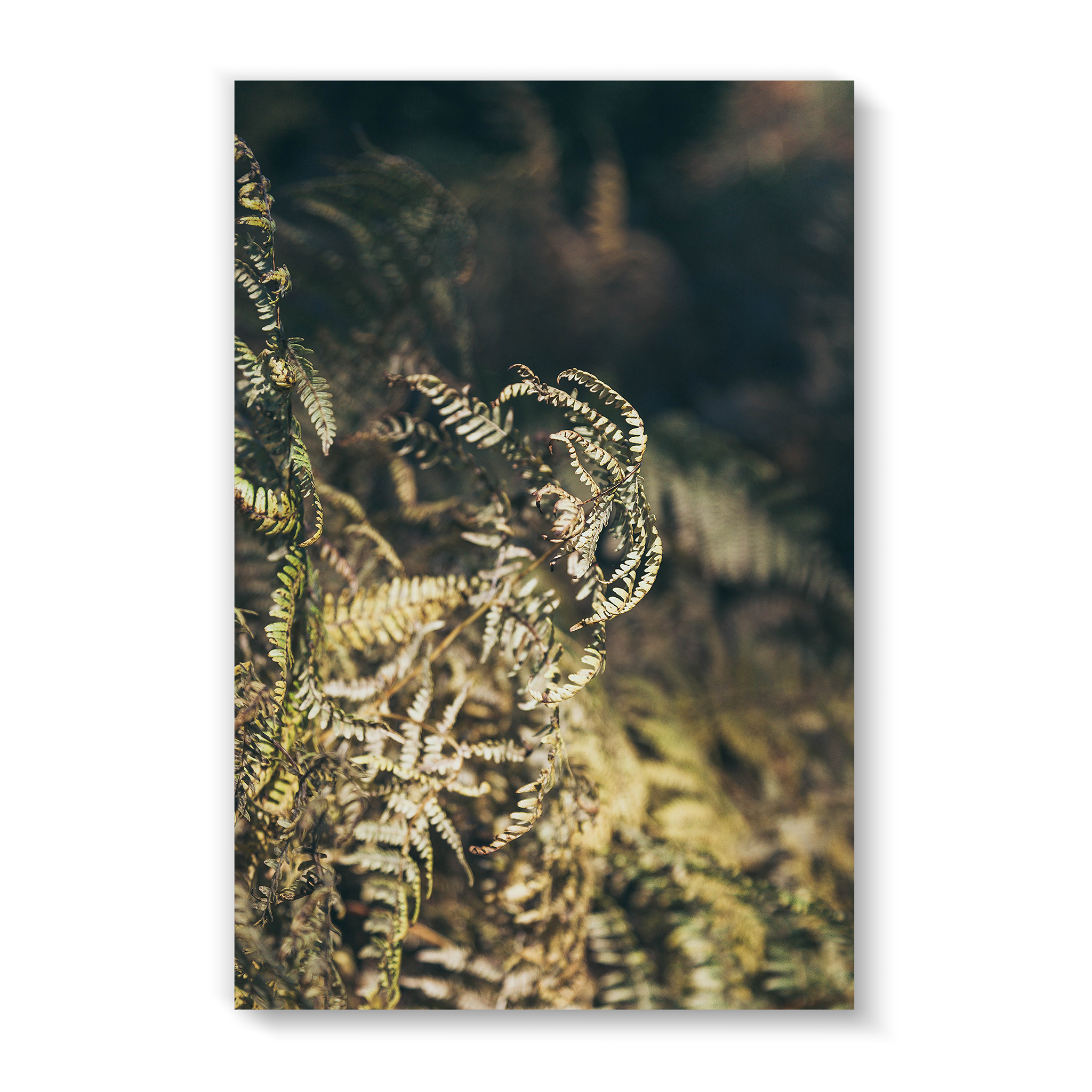 fern