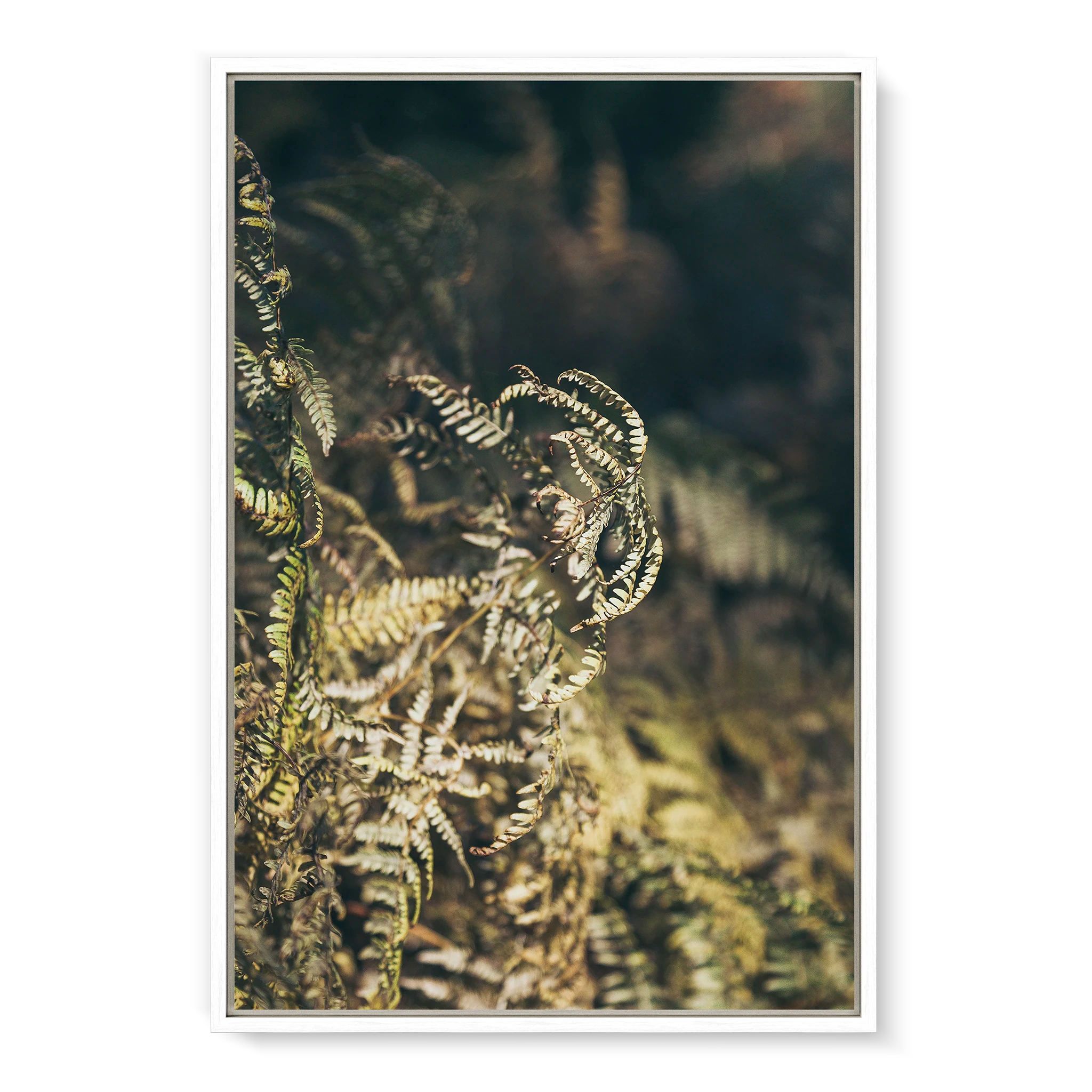 fern