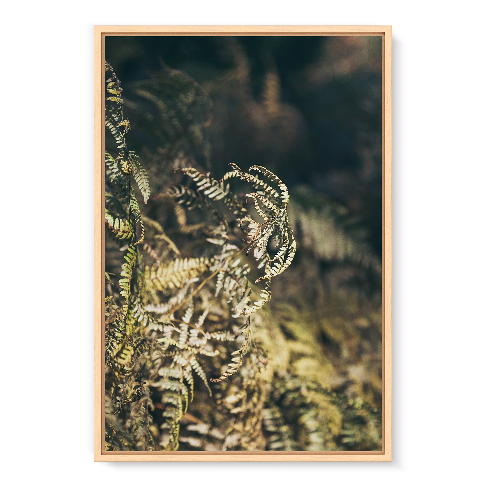 fern