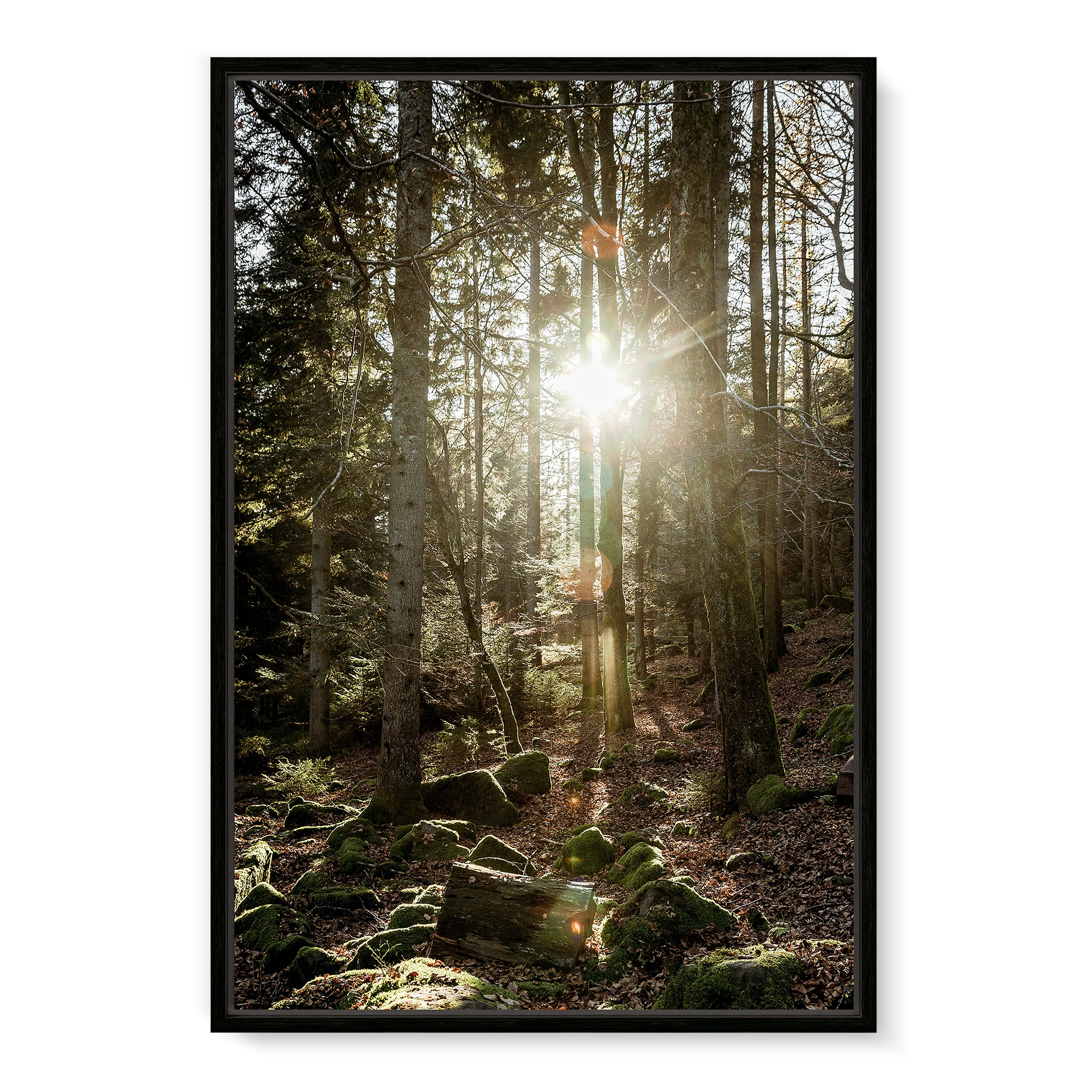 Black Forest
