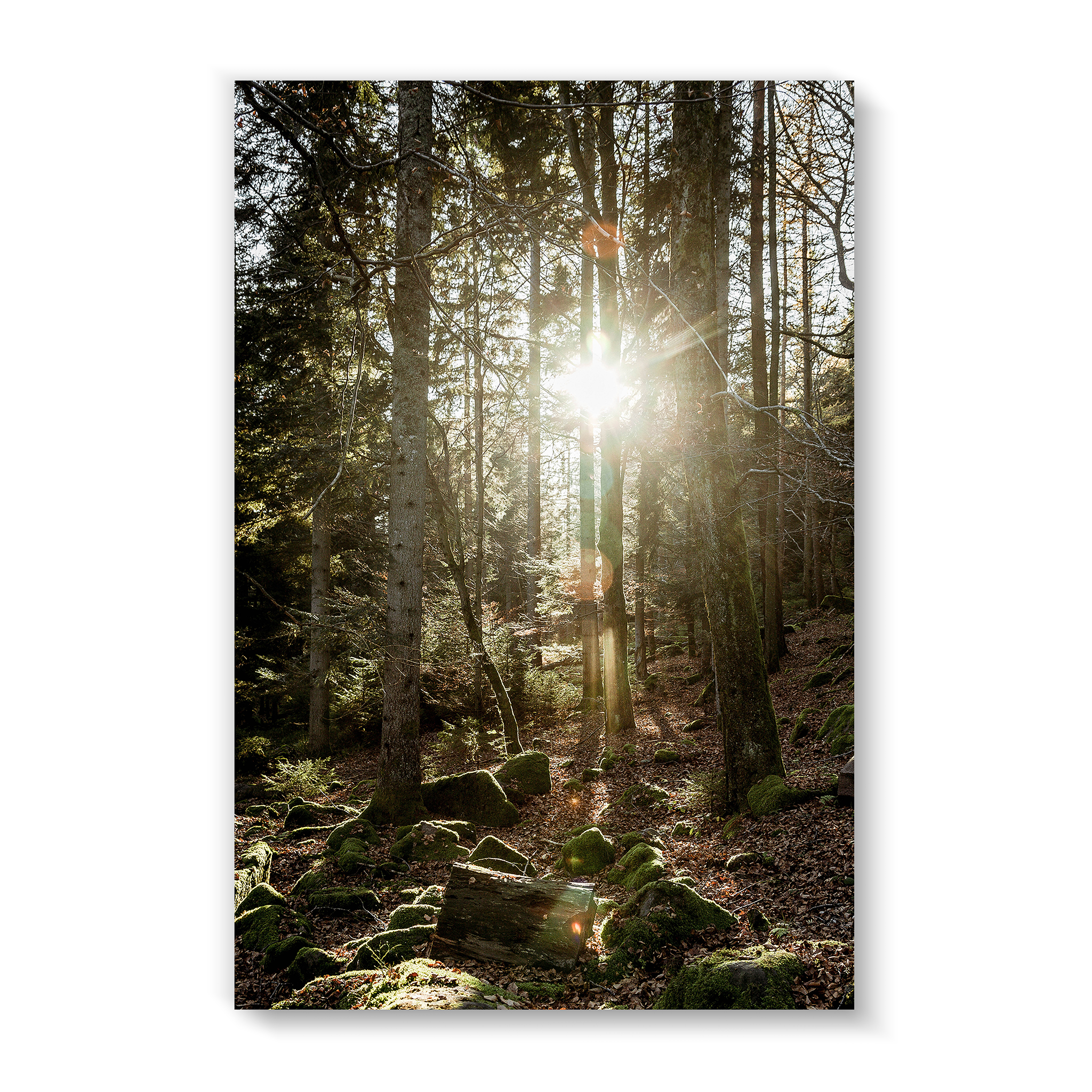 Black Forest