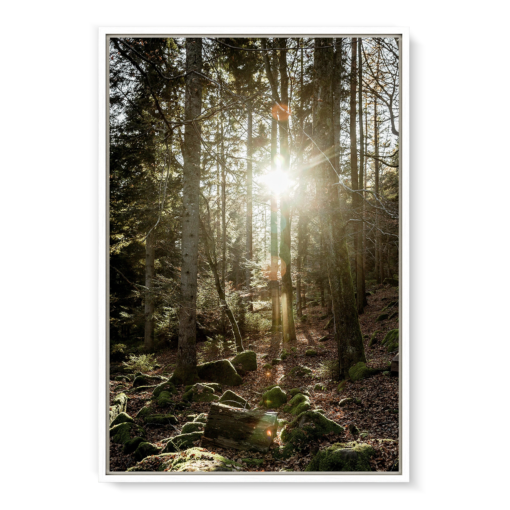 Black Forest