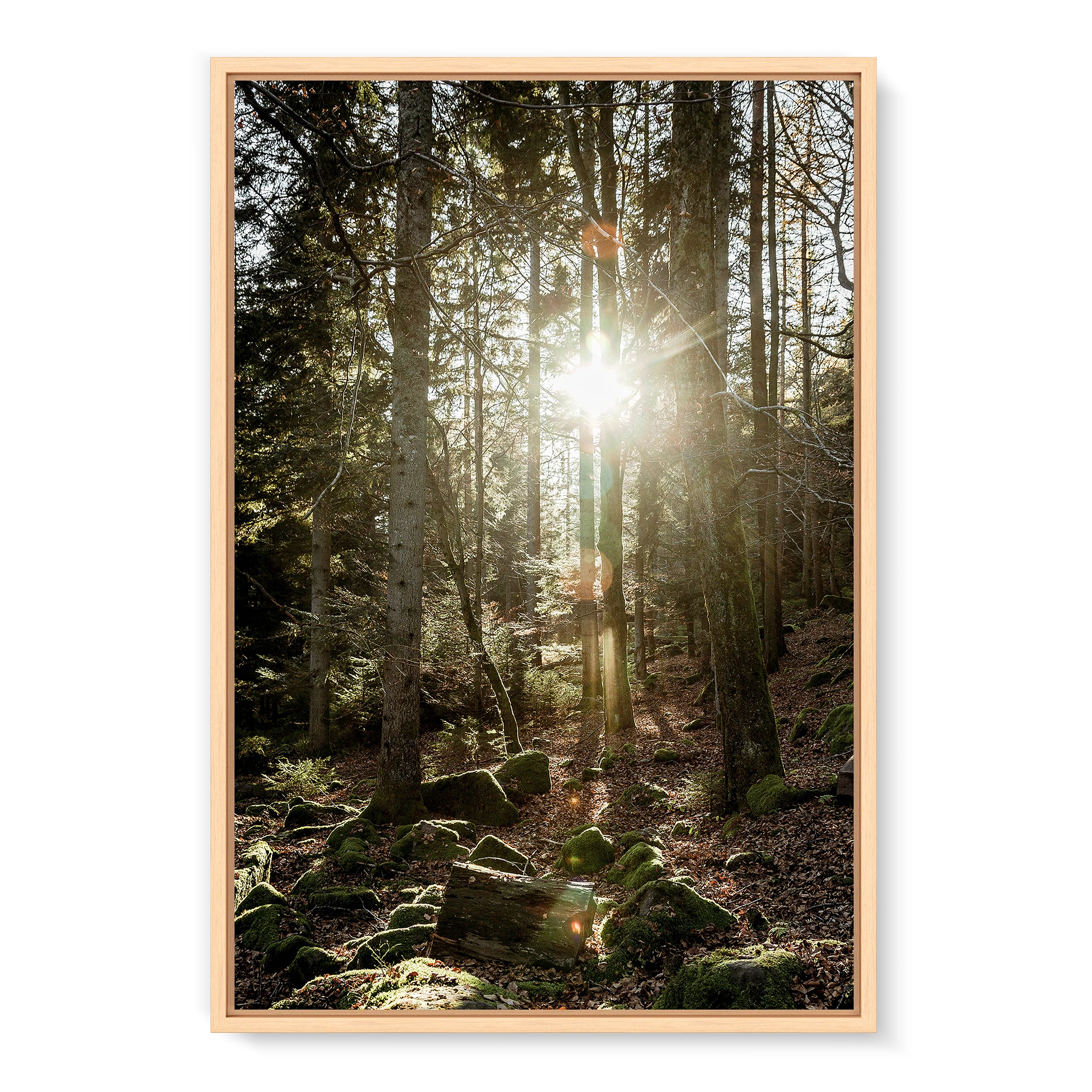 Black Forest