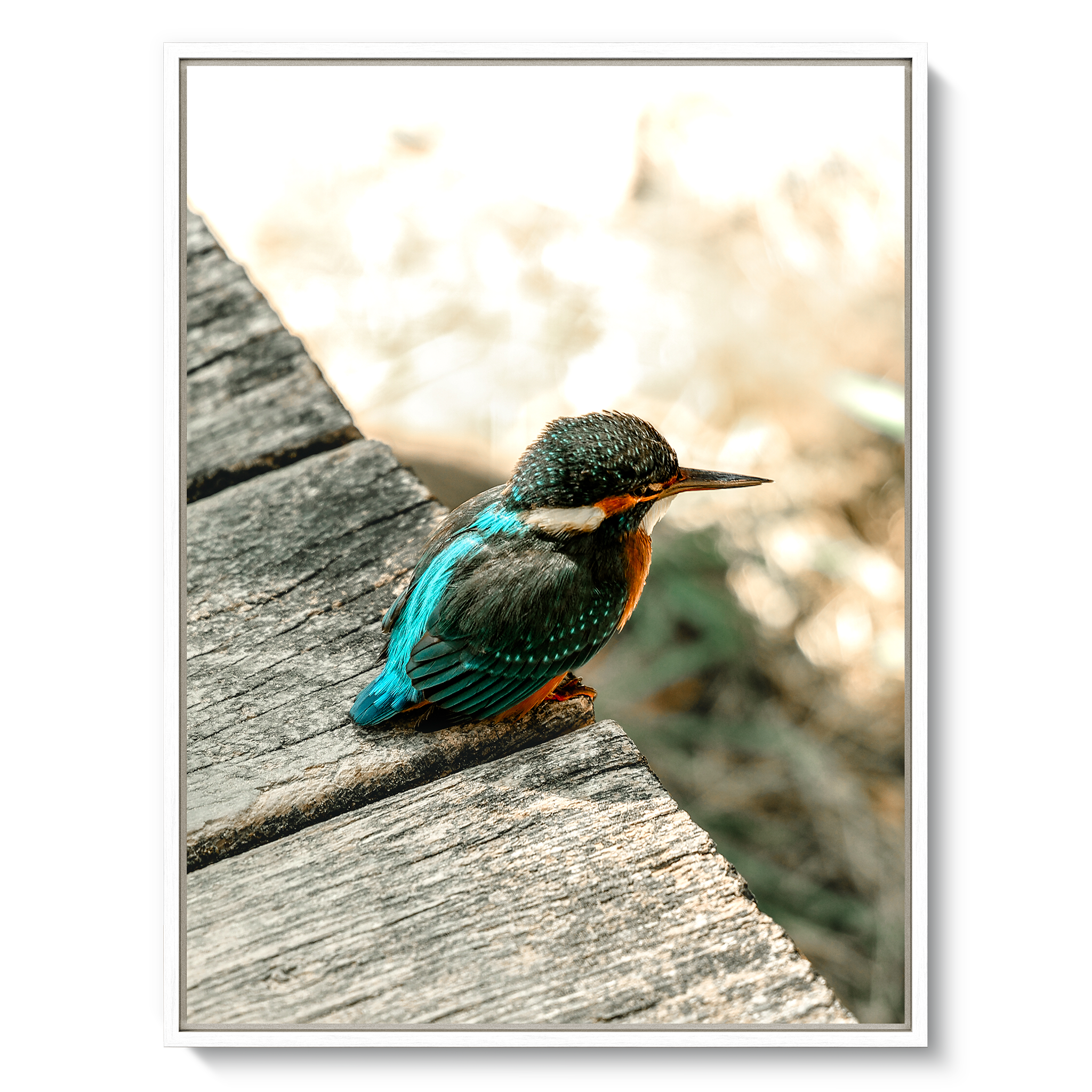 kingfisher