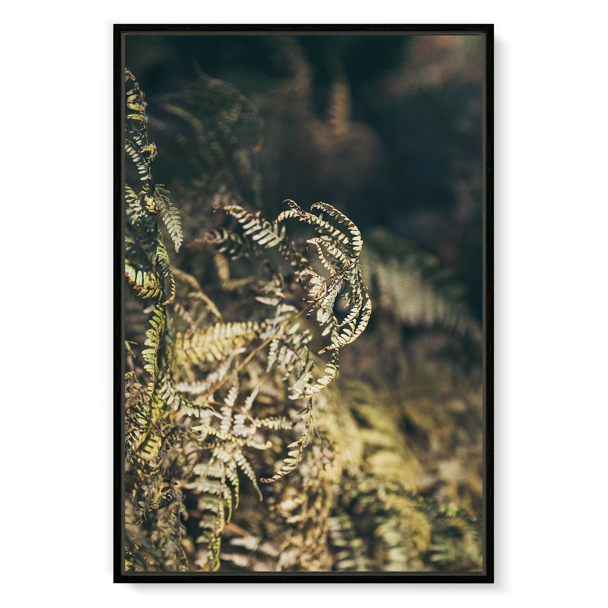 fern