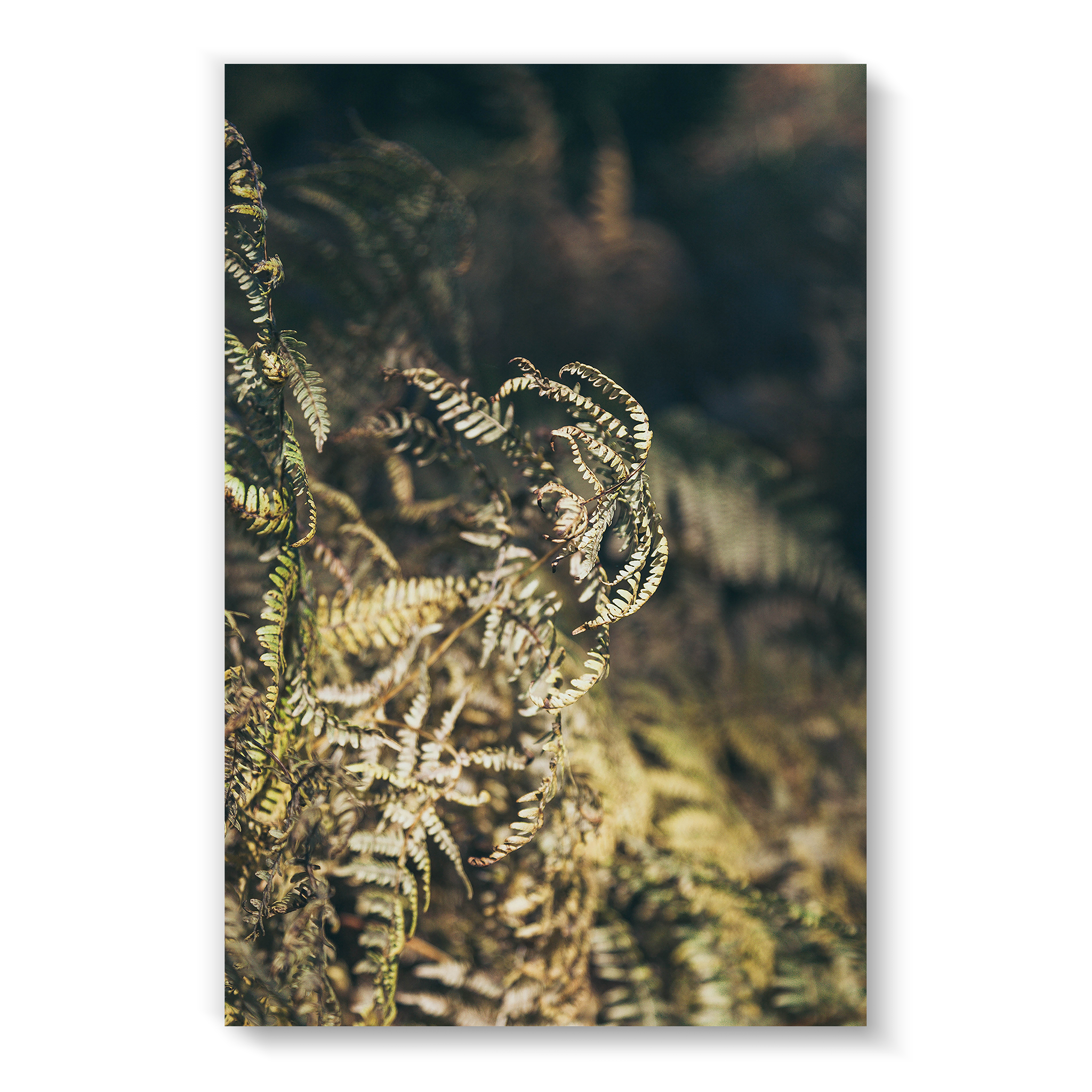 fern