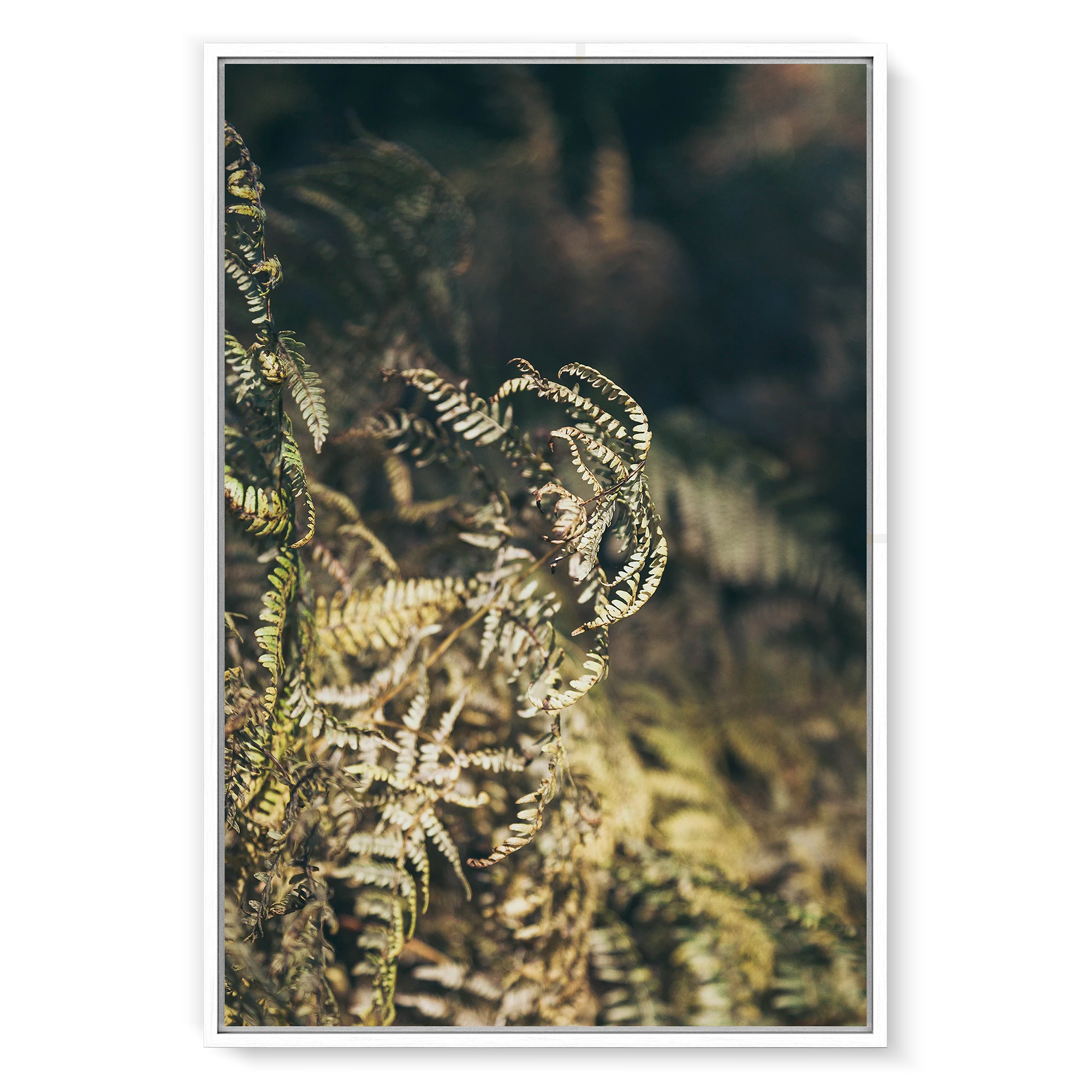 fern