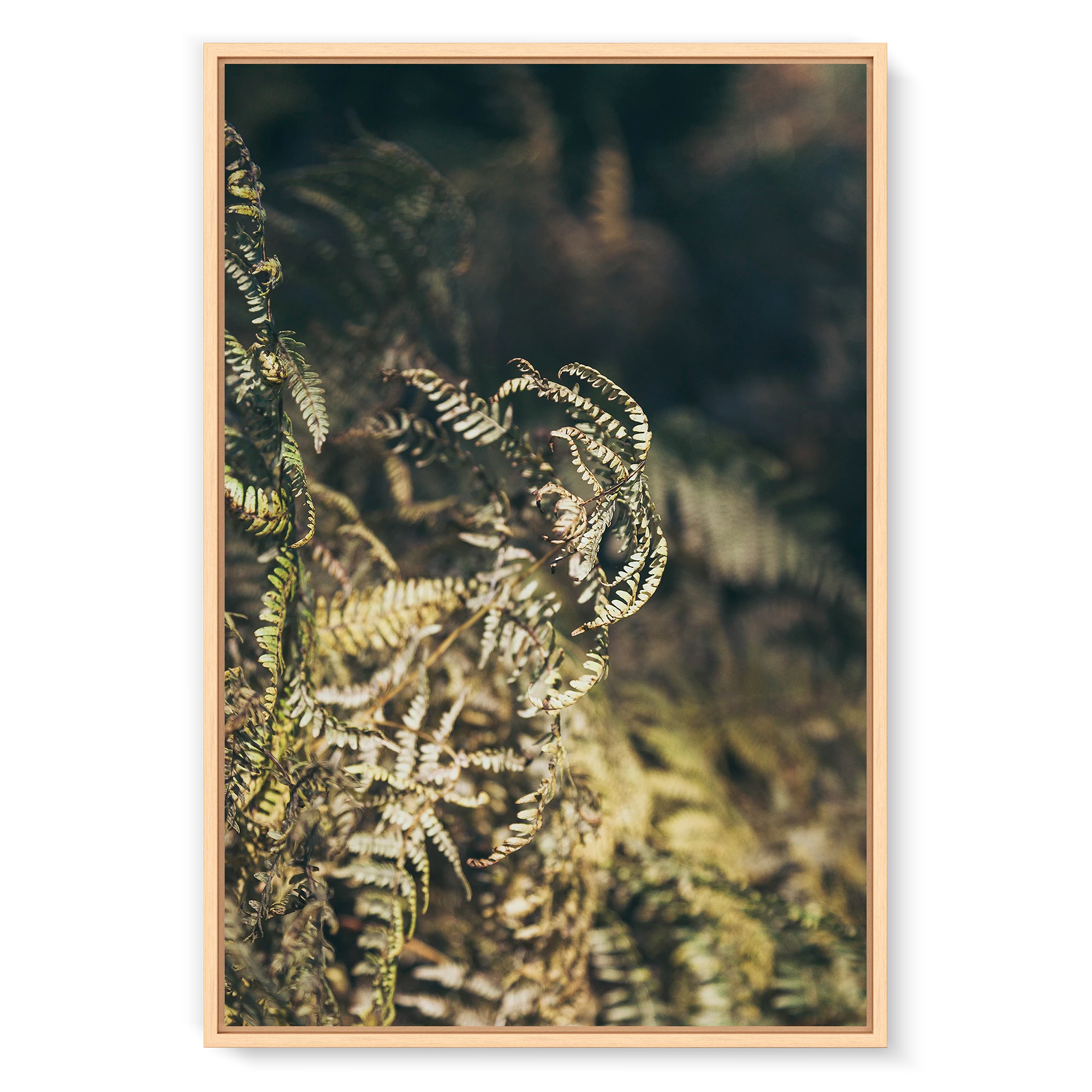 fern