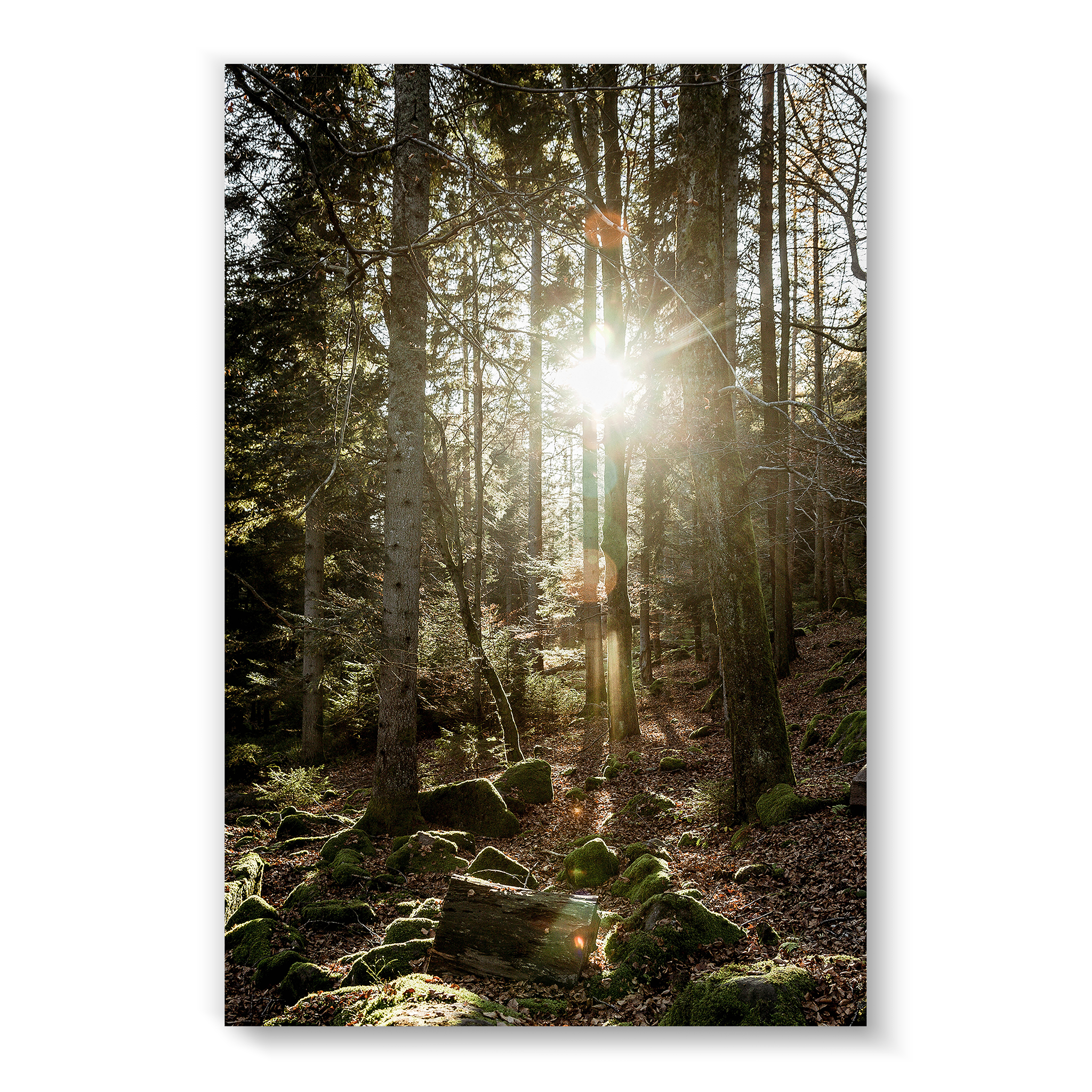 Black Forest