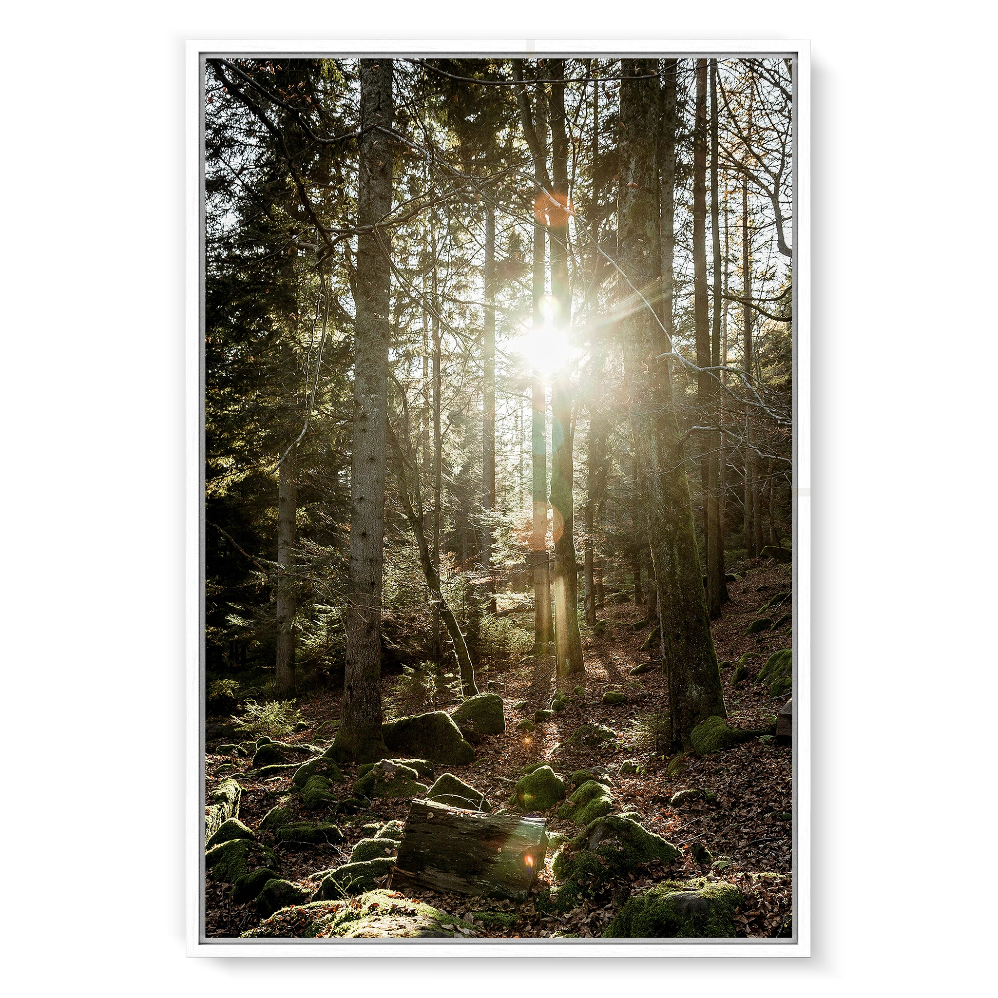 Black Forest