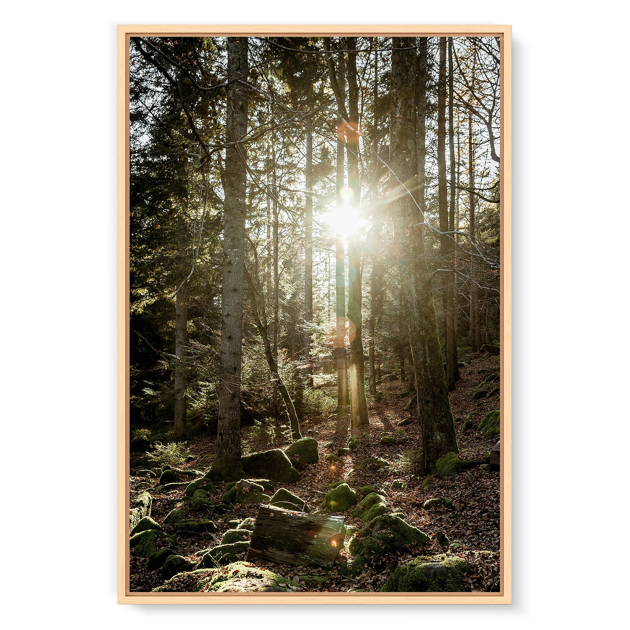 Black Forest