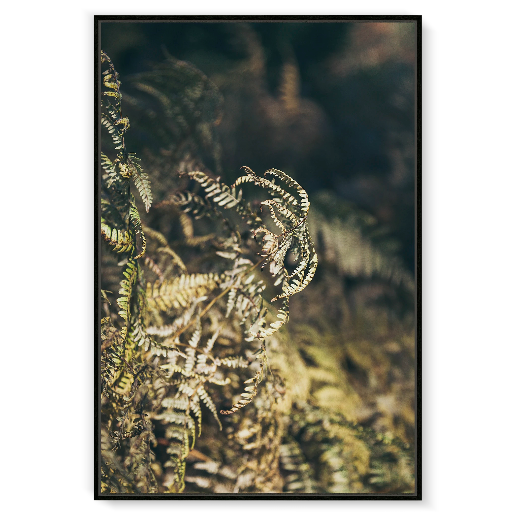 fern
