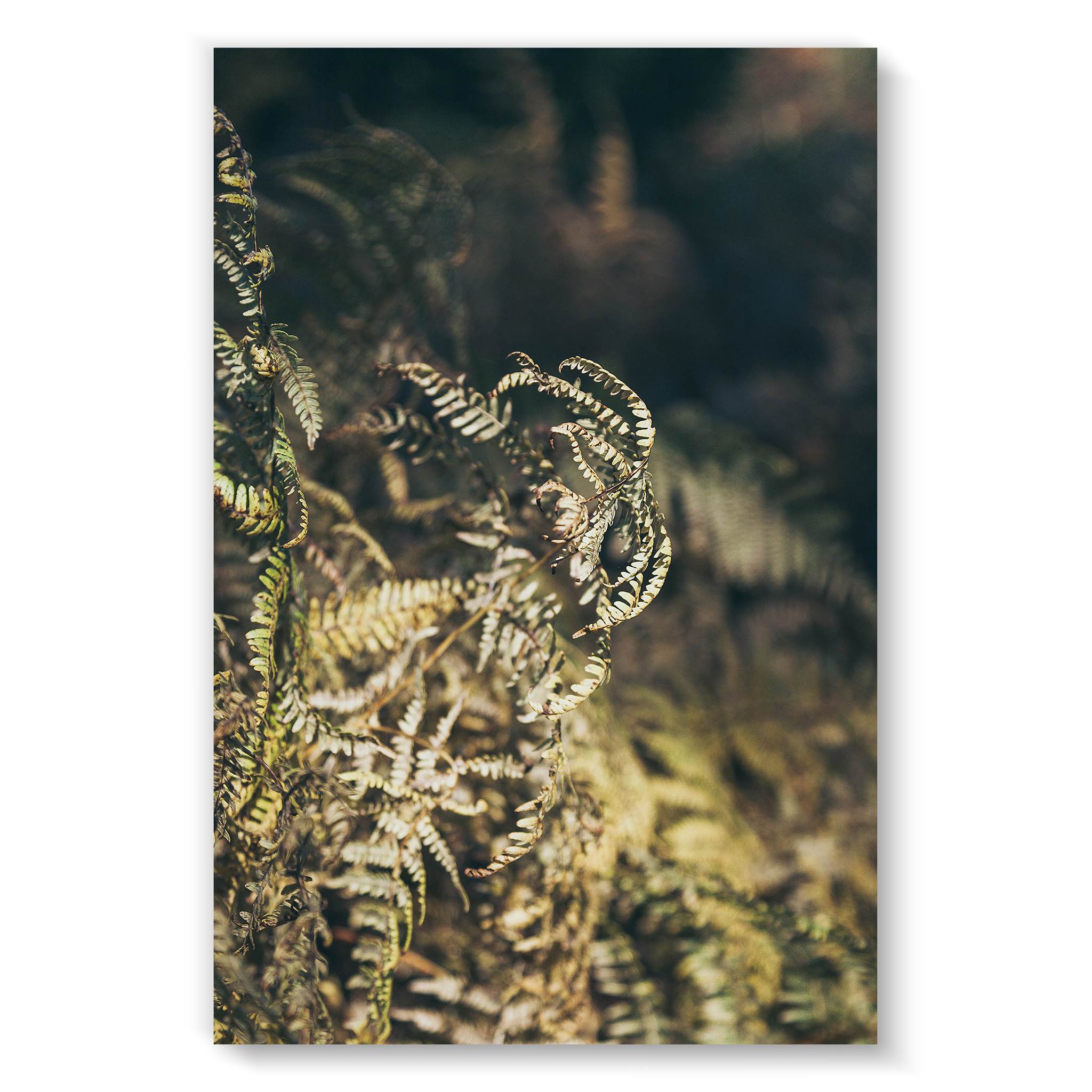 fern