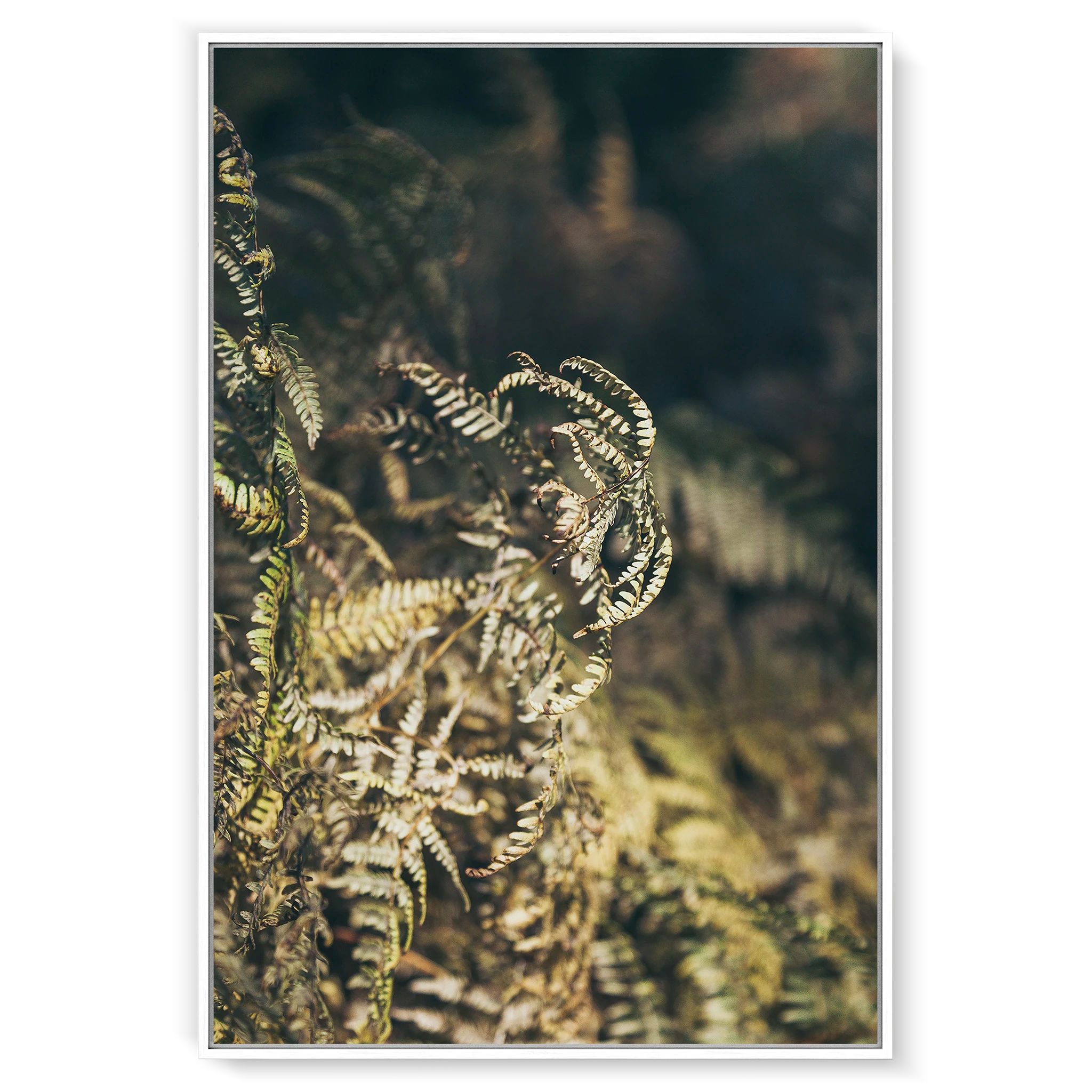 fern