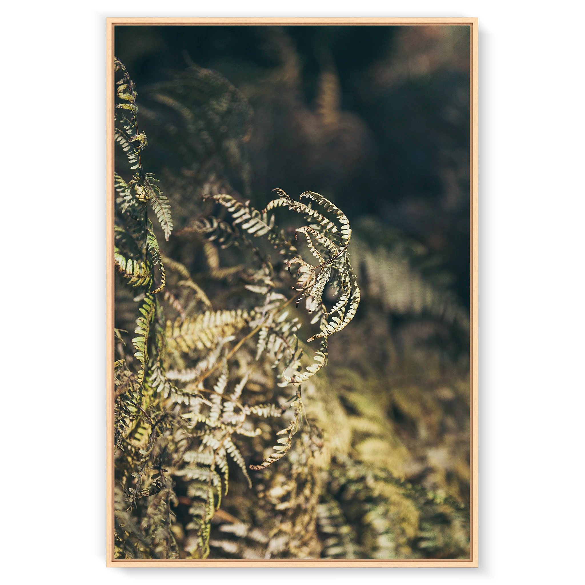 fern