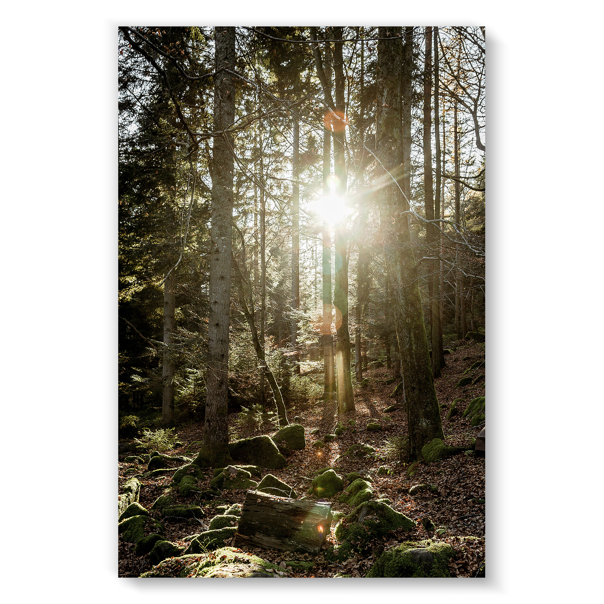 Black Forest