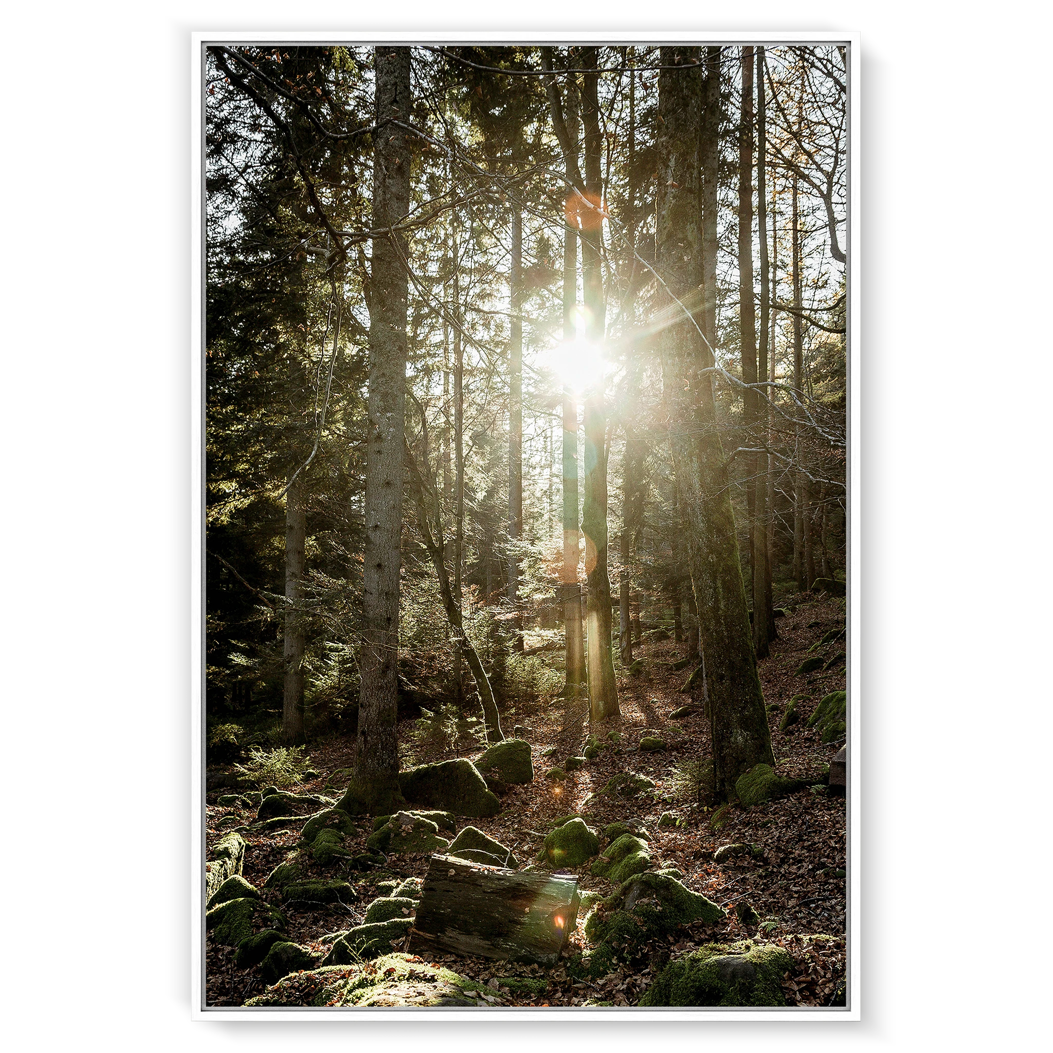 Black Forest