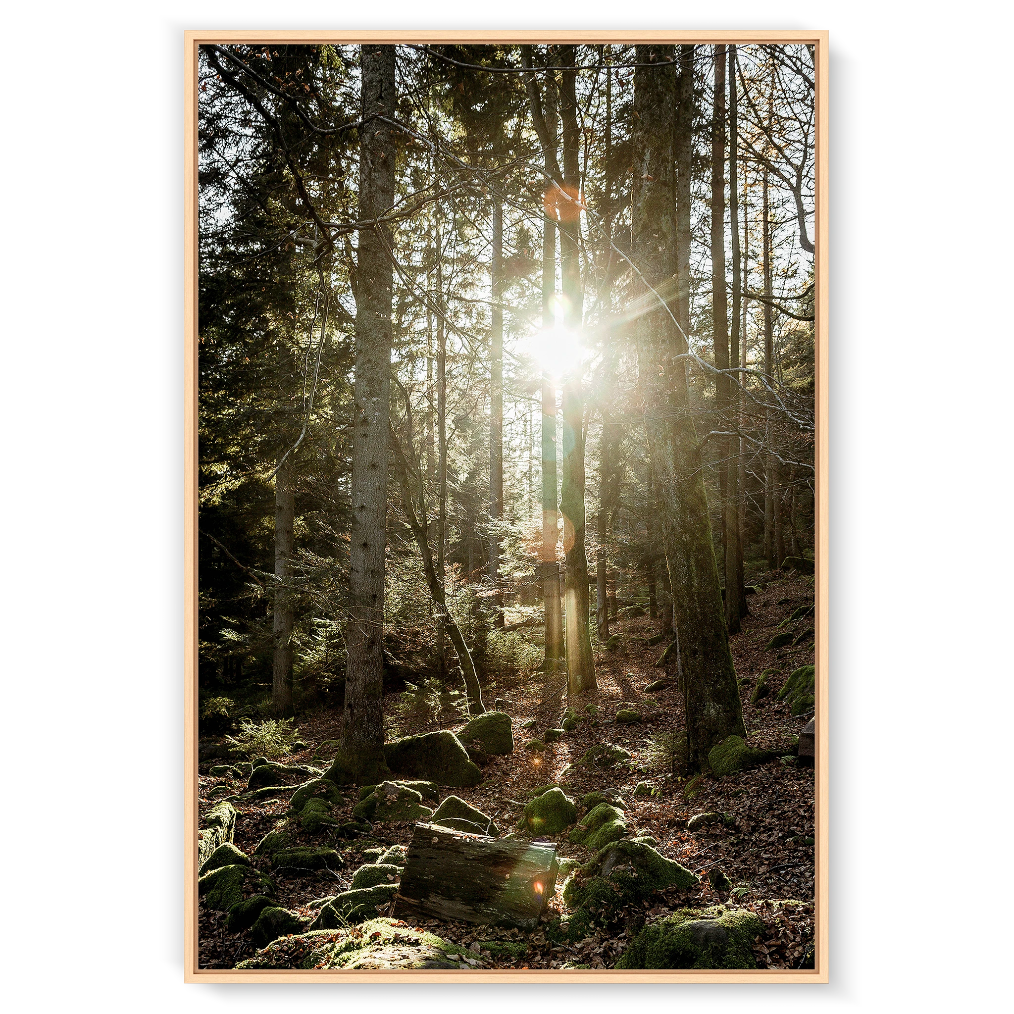 Black Forest
