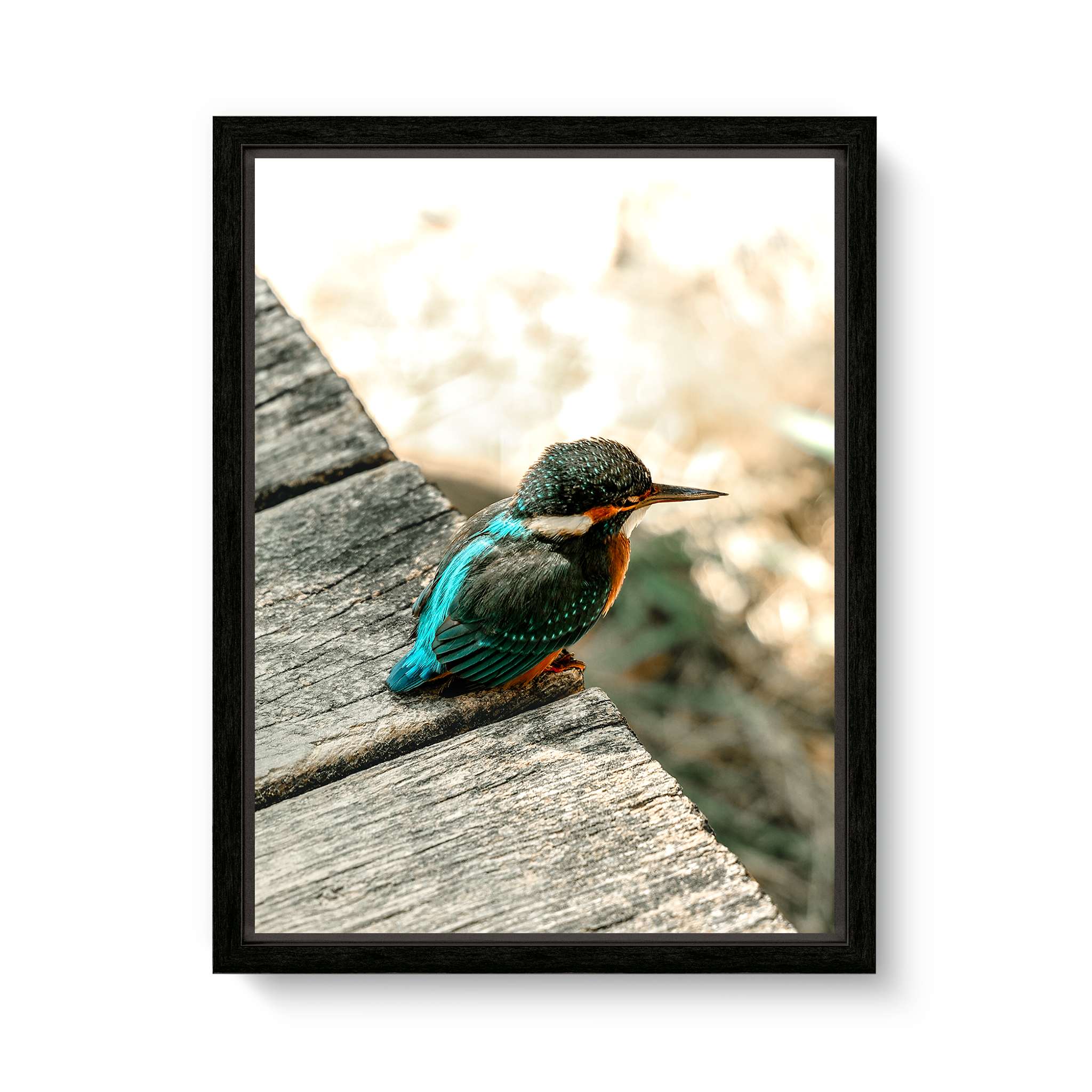 Eisvogel