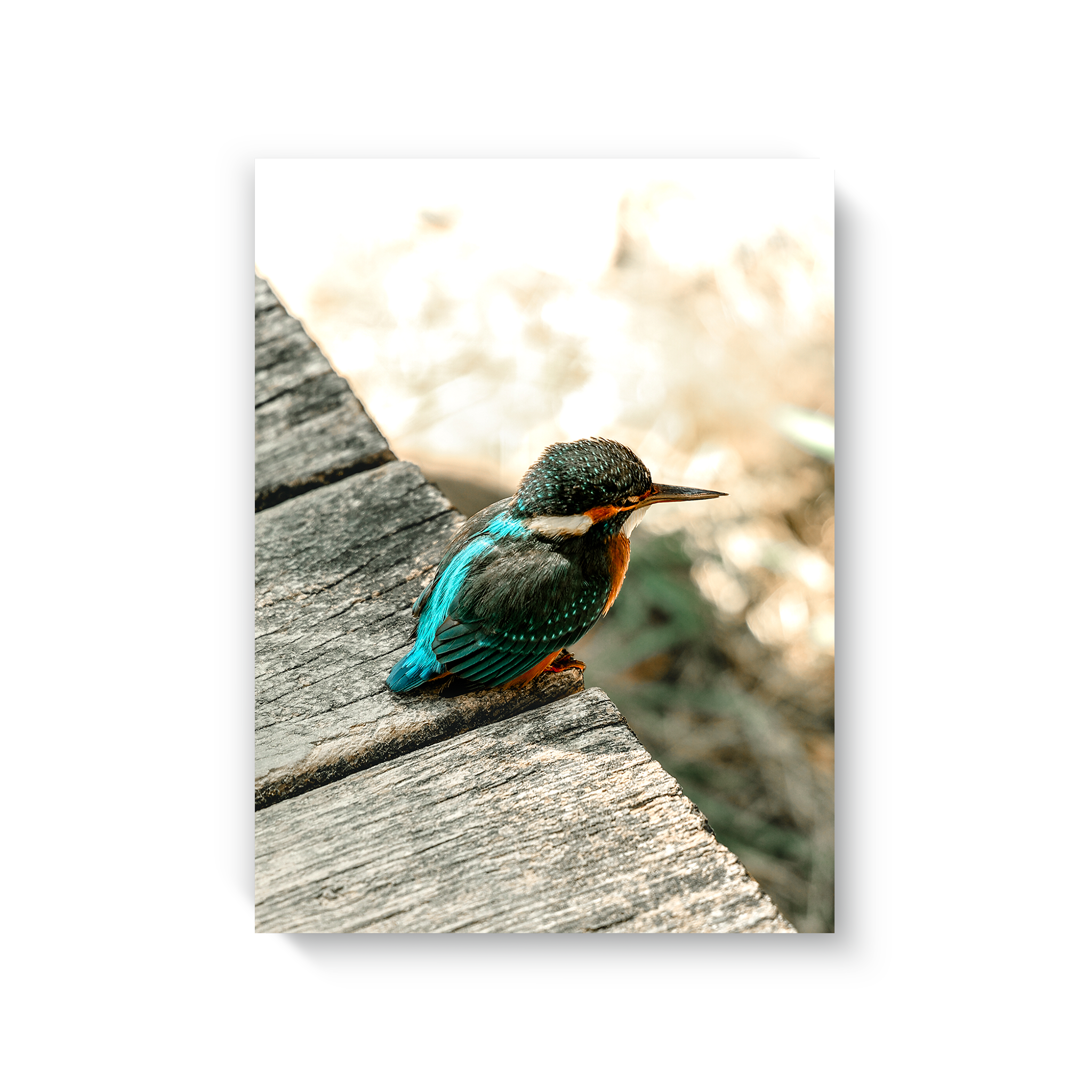 Eisvogel