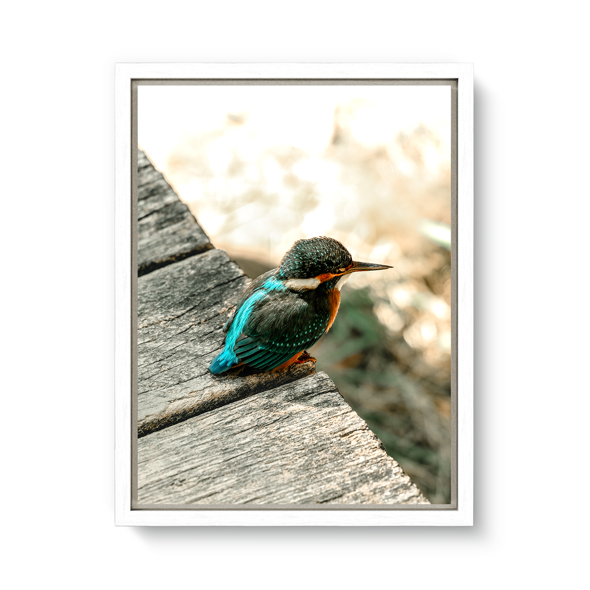 Eisvogel
