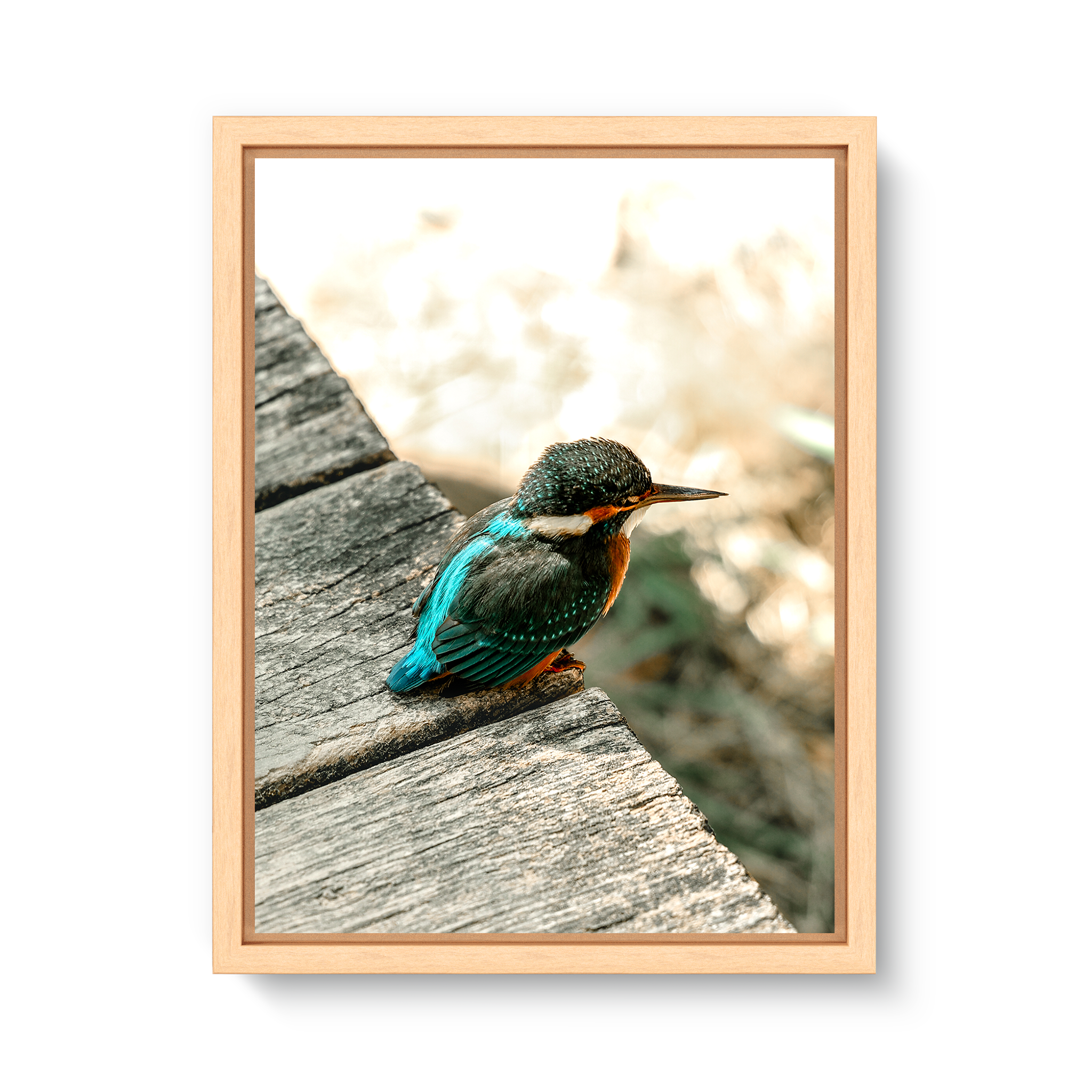 Eisvogel
