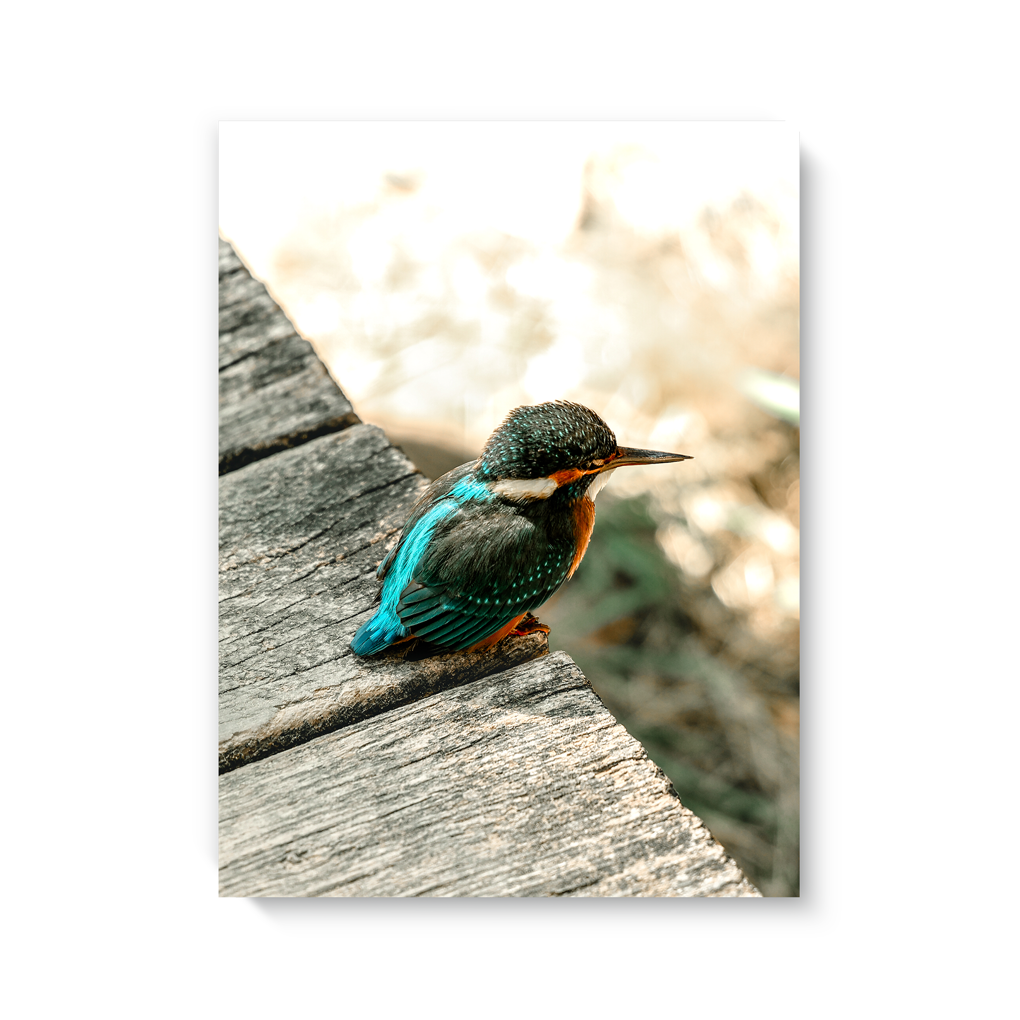Eisvogel