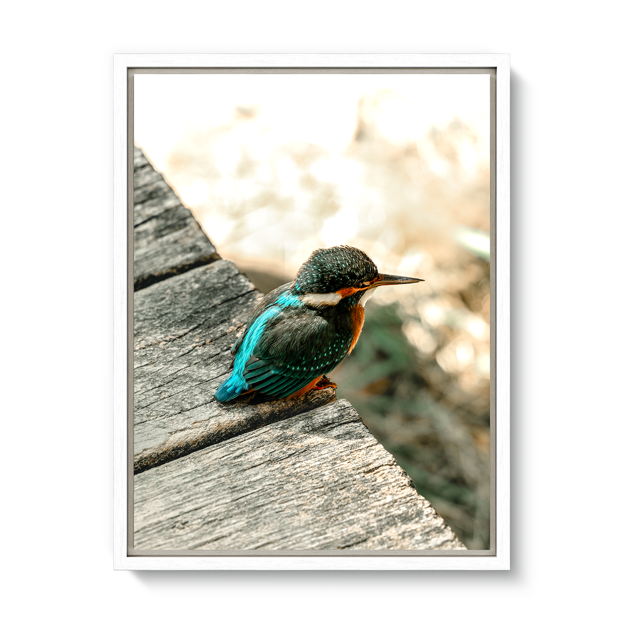Eisvogel