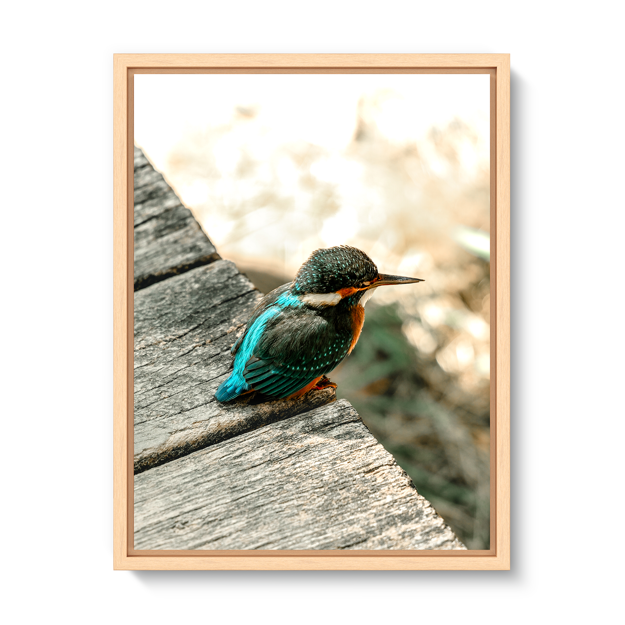 Eisvogel